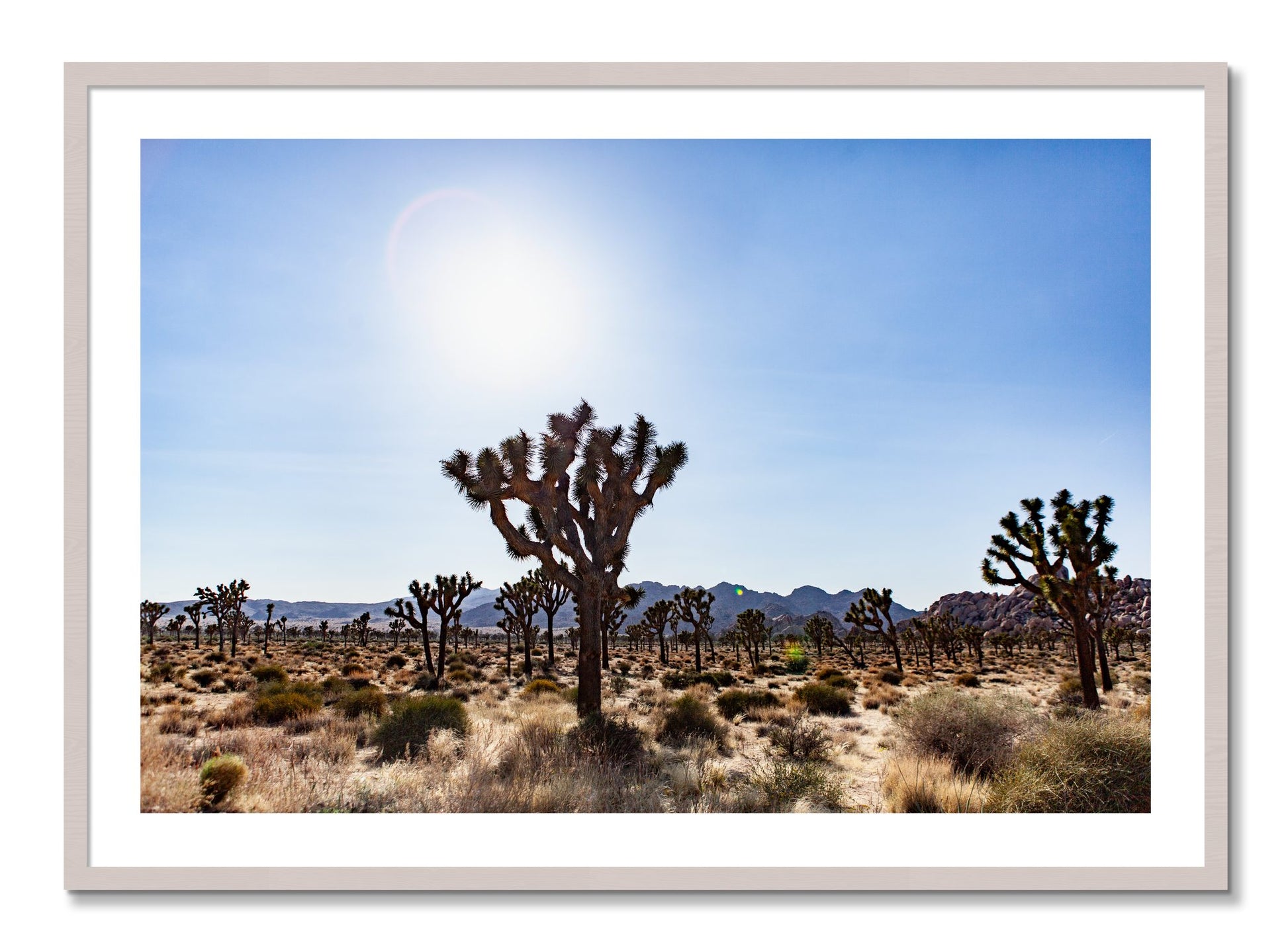 Framed photograph of Joshua Tree by Dylan Ozanich, White Maple frame, Borders