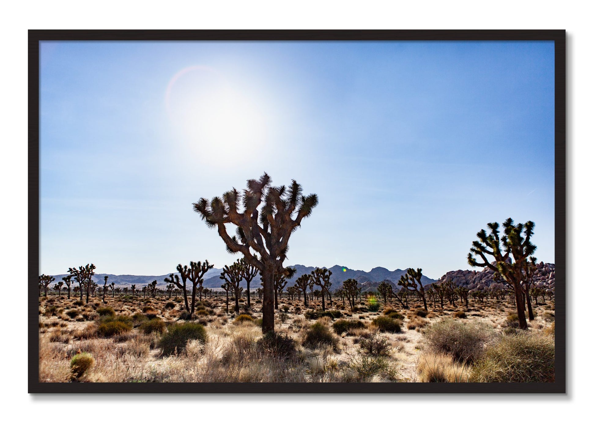 Framed photograph of Joshua Tree by Dylan Ozanich, Black Walnut frame, Full Bleed