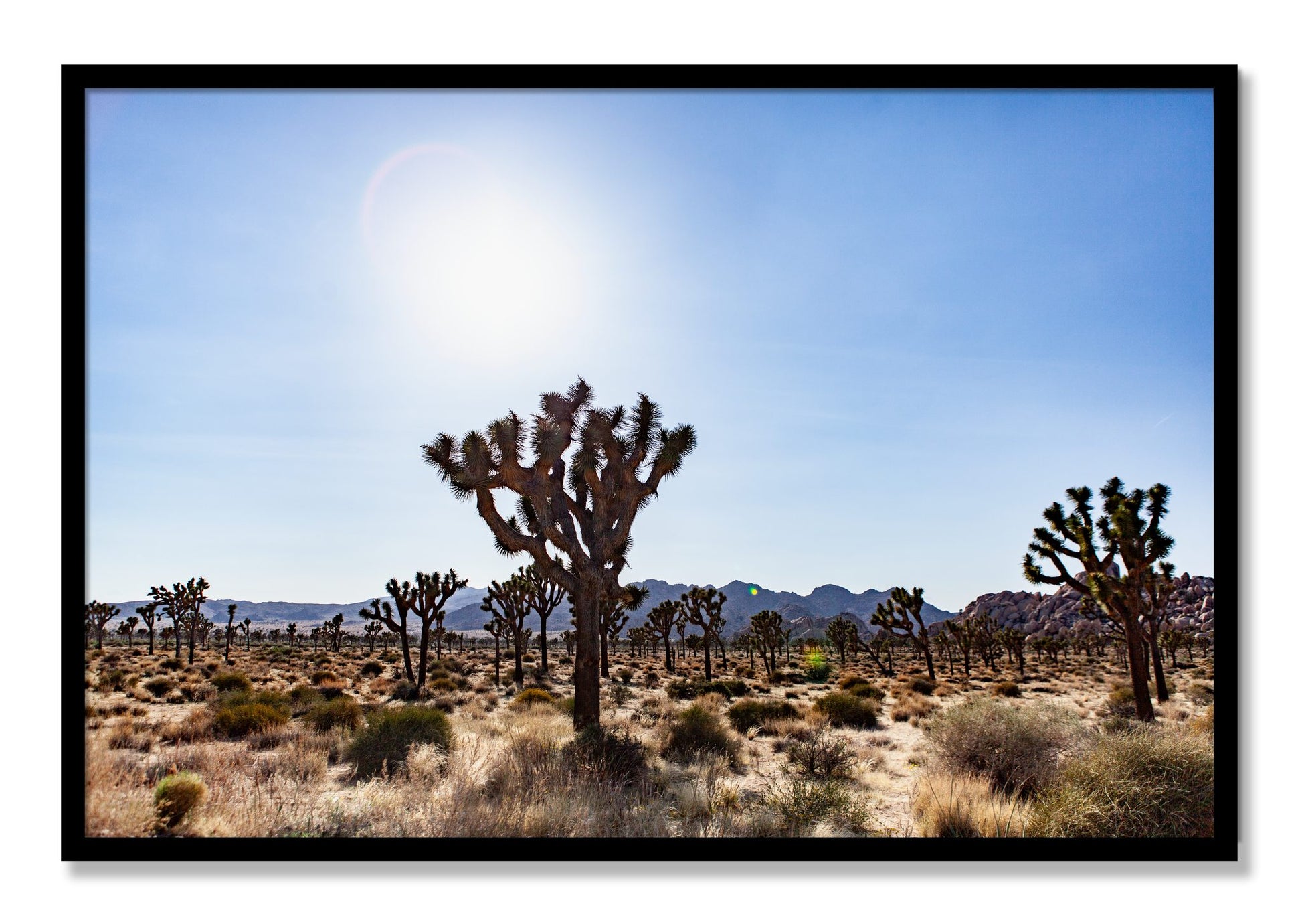 Framed photograph of Joshua Tree by Dylan Ozanich, Black frame, Full Bleed