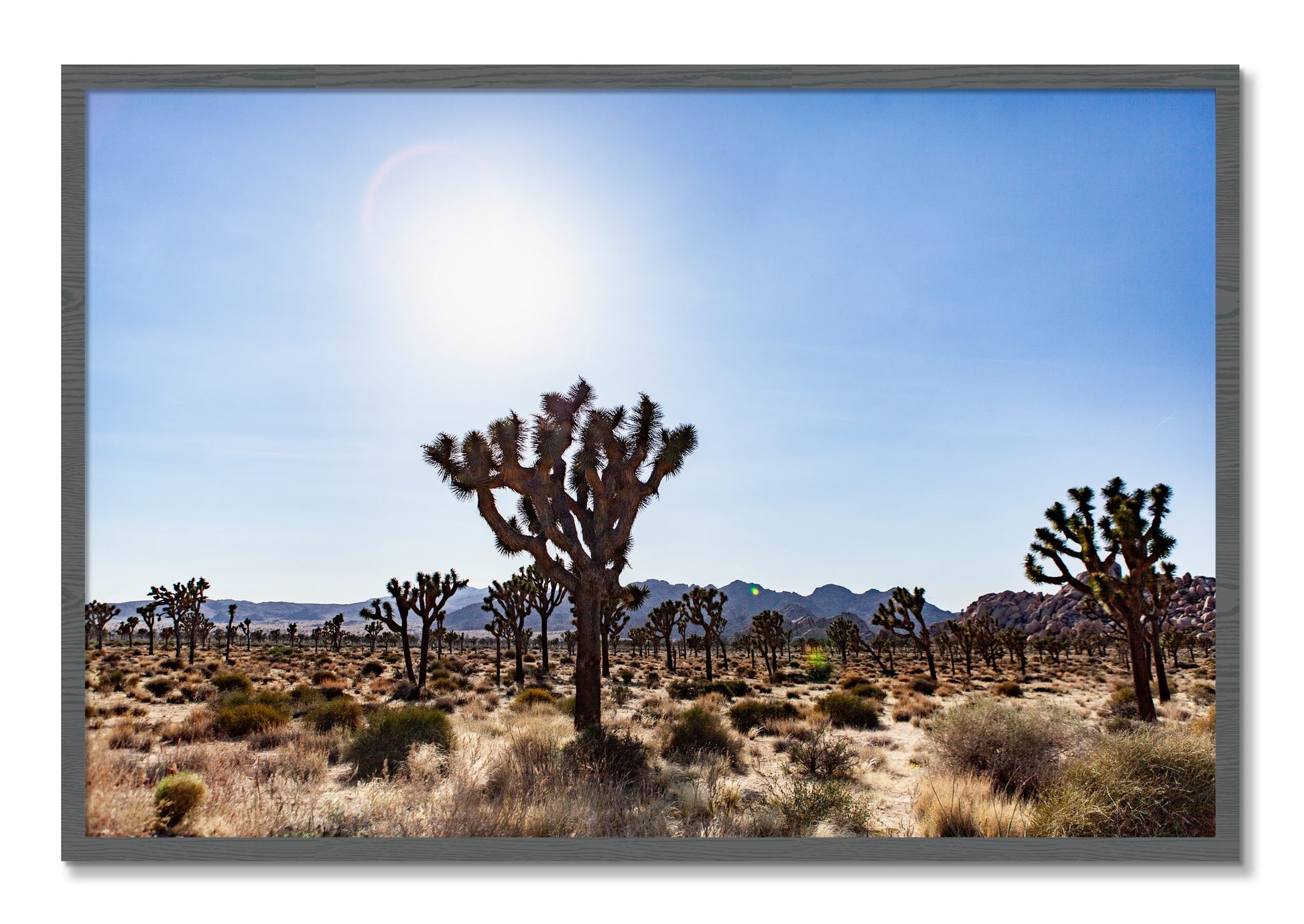 Framed photograph of Joshua Tree by Dylan Ozanich, Grey frame, Full Bleed