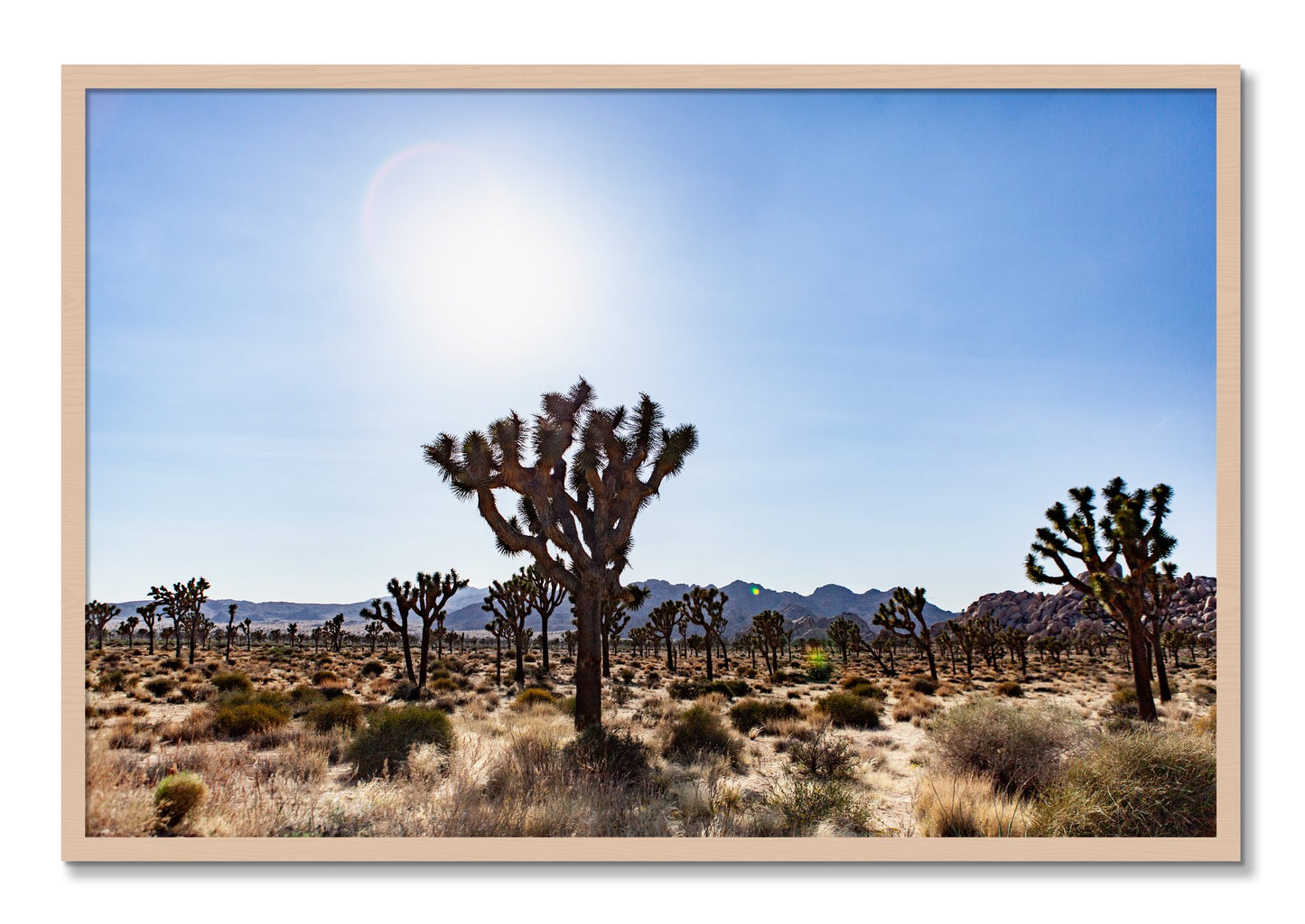 Framed photograph of Joshua Tree by Dylan Ozanich, Maple frame, Full Bleed