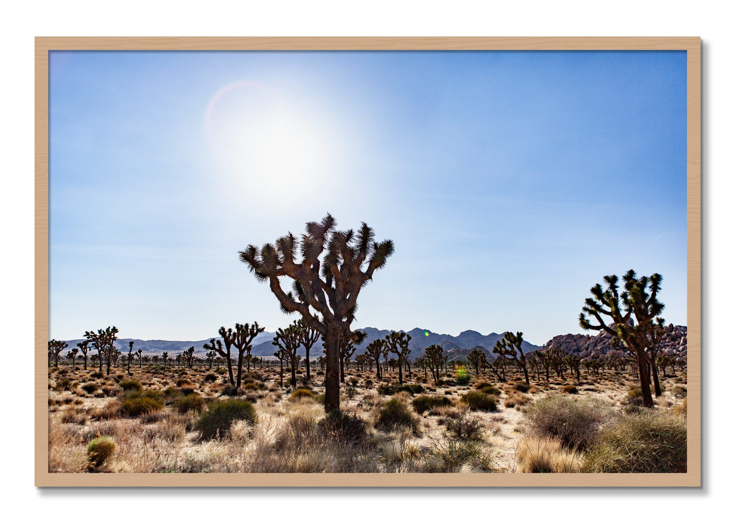 Framed photograph of Joshua Tree by Dylan Ozanich, Oak frame, Full Bleed
