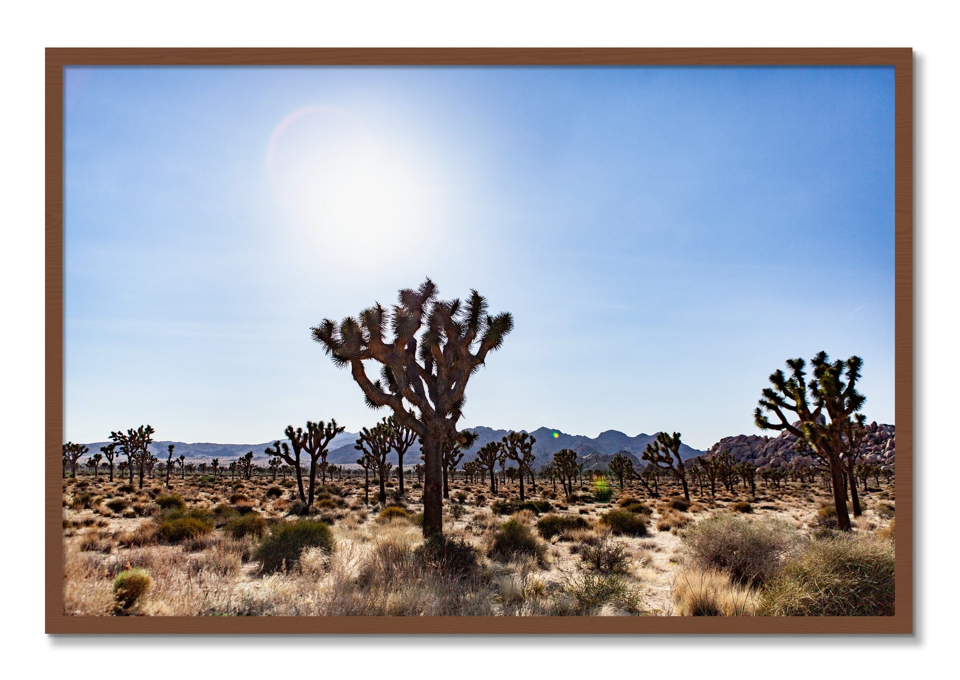 Framed photograph of Joshua Tree by Dylan Ozanich, Walnut frame, Full Bleed
