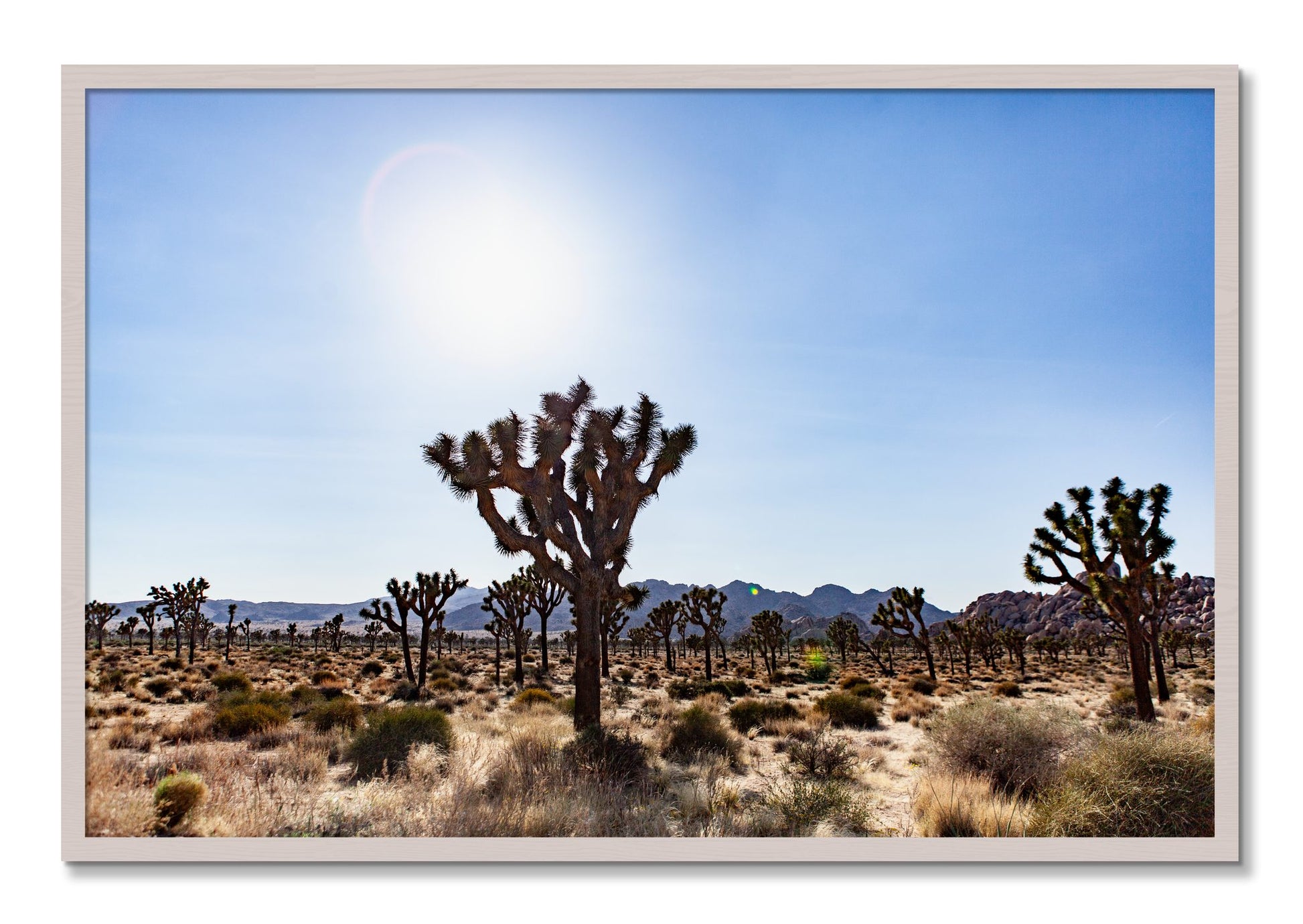 Framed photograph of Joshua Tree by Dylan Ozanich, White Maple frame, Full Bleed