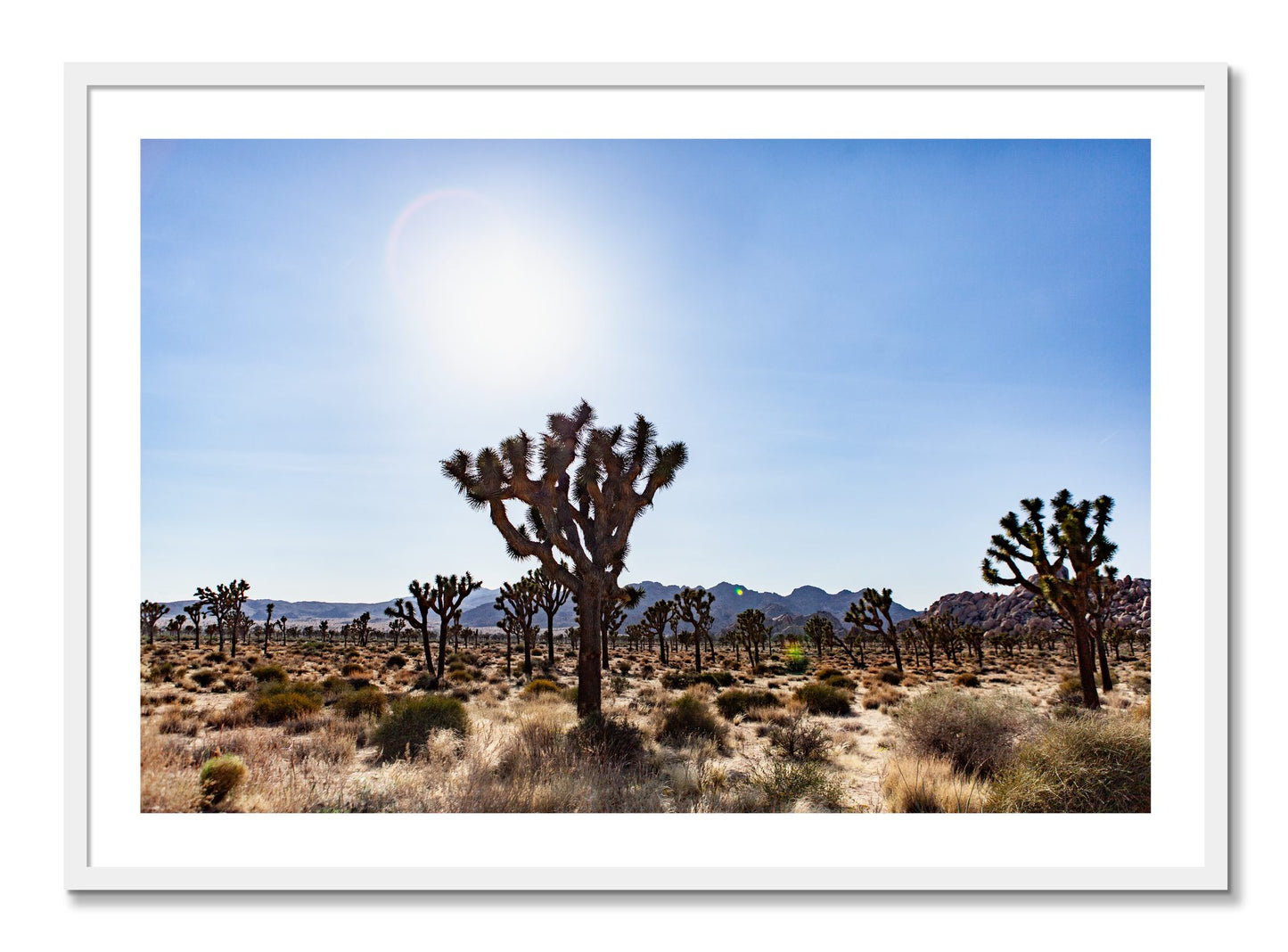 Framed photograph of Joshua Tree by Dylan Ozanich, White frame, Full Bleed