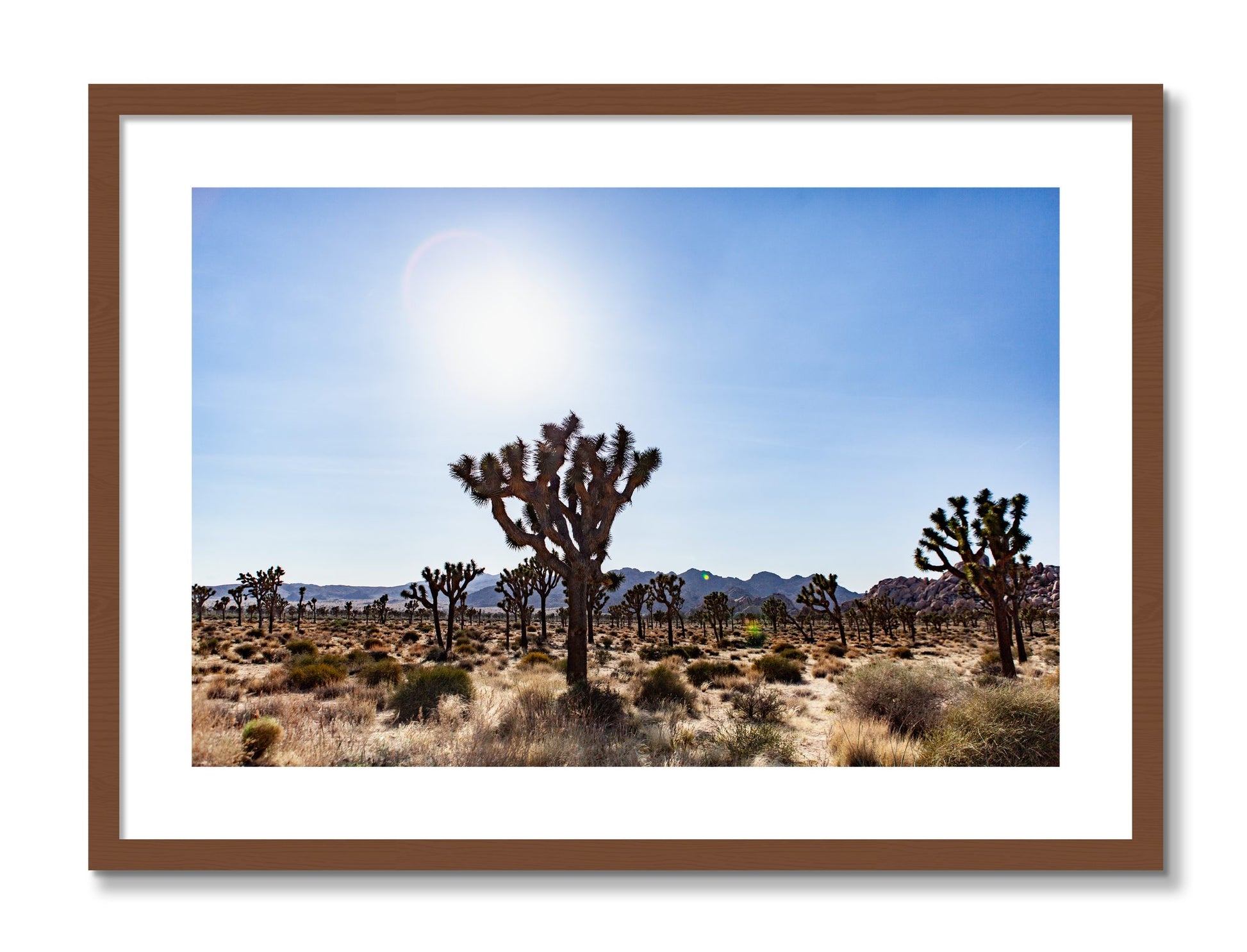 Framed photograph of Joshua Tree by Dylan Ozanich, Walnut frame, Borders