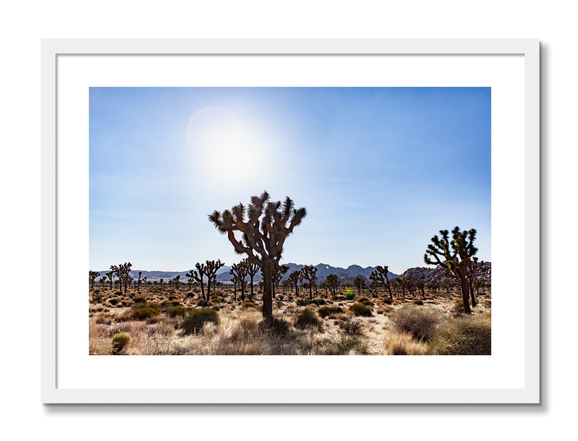 Framed photograph of Joshua Tree by Dylan Ozanich, White frame, Borders