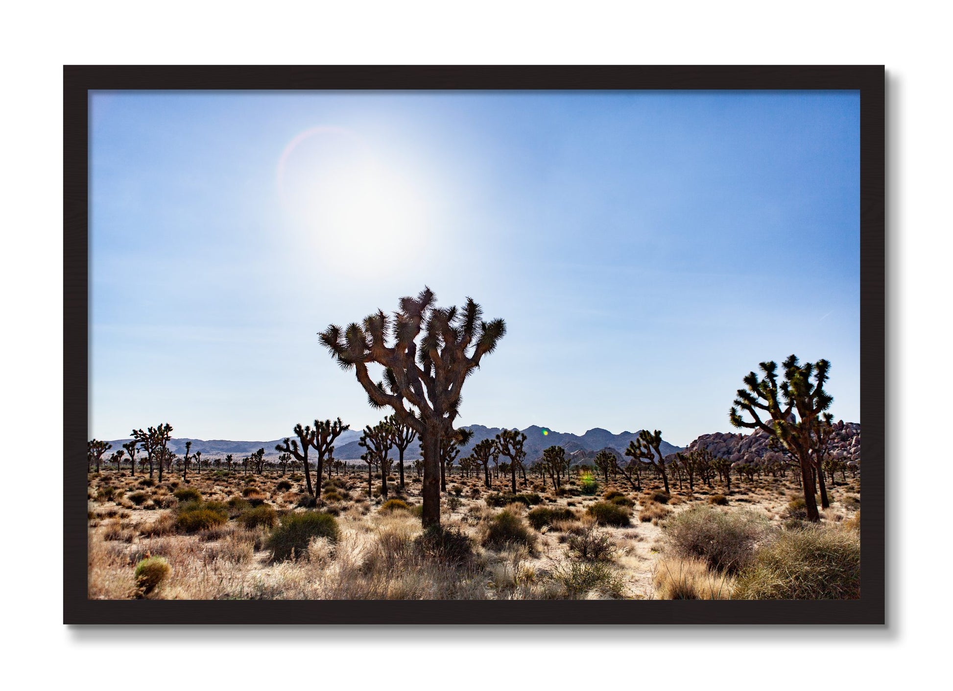 Framed photograph of Joshua Tree by Dylan Ozanich, Black Walnut frame, Full Bleed