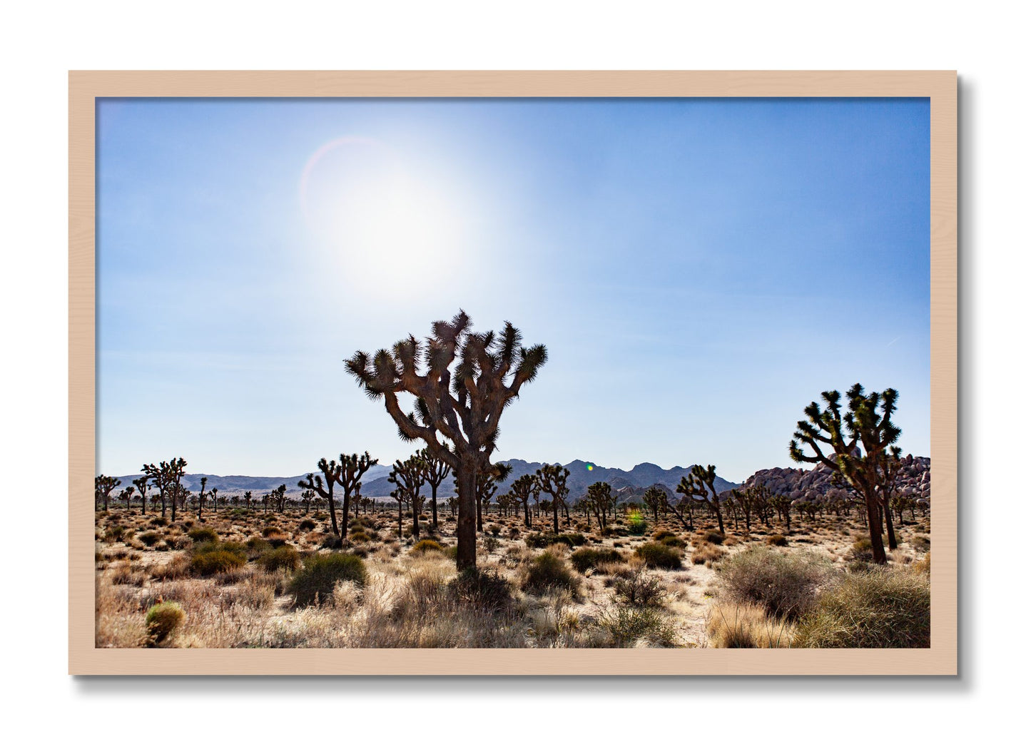 Framed photograph of Joshua Tree by Dylan Ozanich, Maple frame, Full Bleed