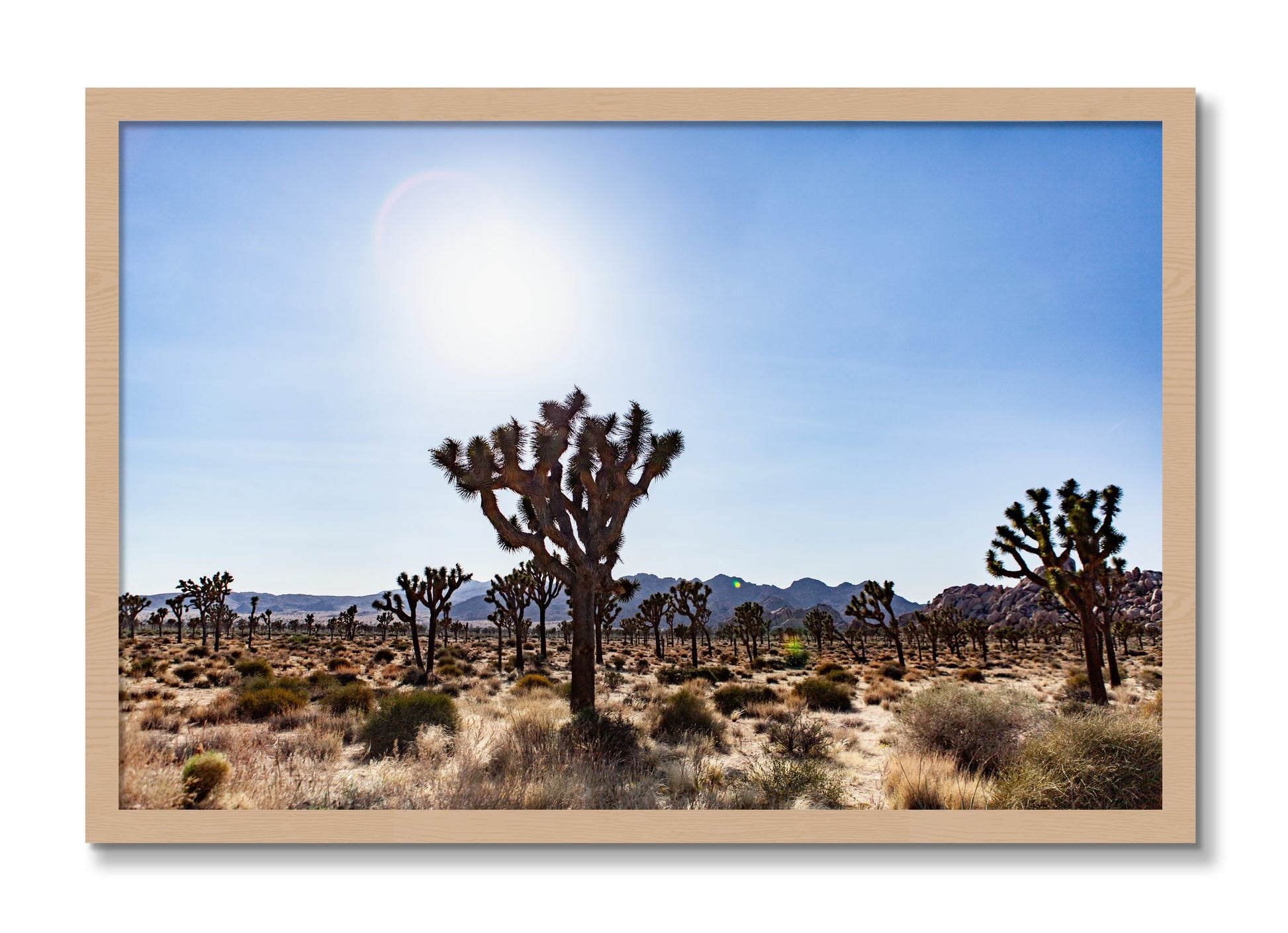 Framed photograph of Joshua Tree by Dylan Ozanich, Oak frame, Full Bleed