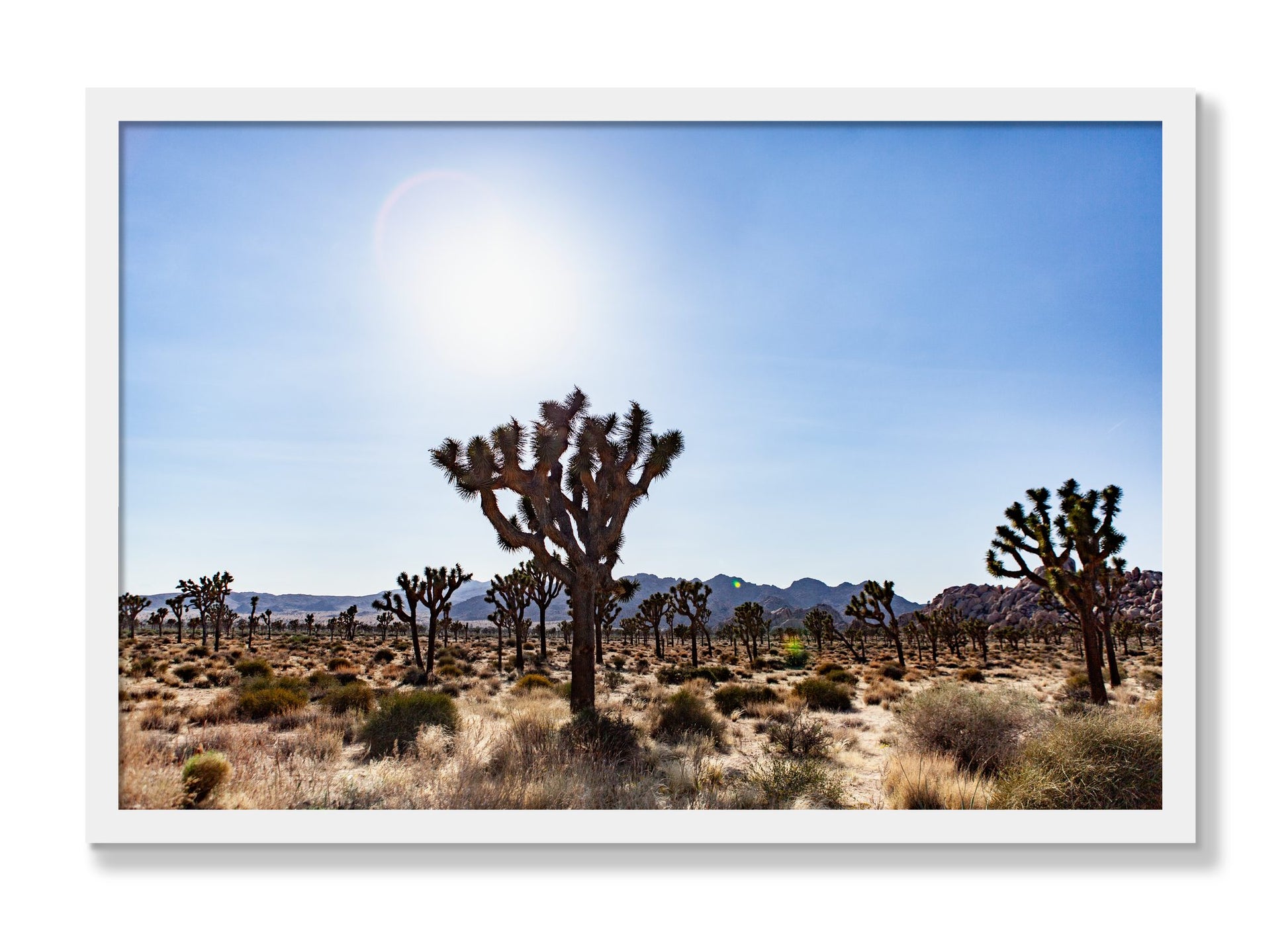 Framed photograph of Joshua Tree by Dylan Ozanich, White frame, Full Bleed