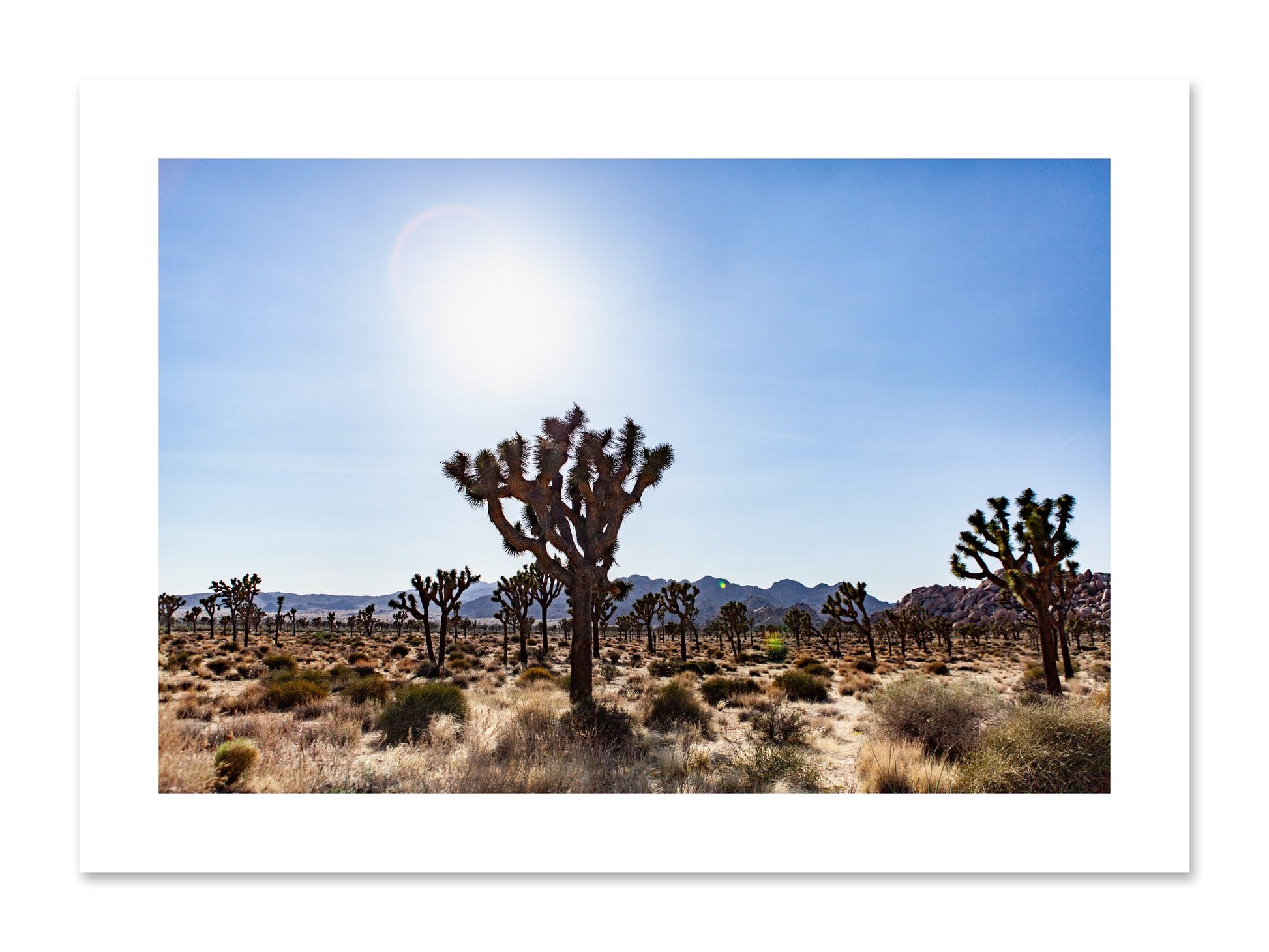 Fine art print of Joshua Tree by Dylan Ozanich, unframed