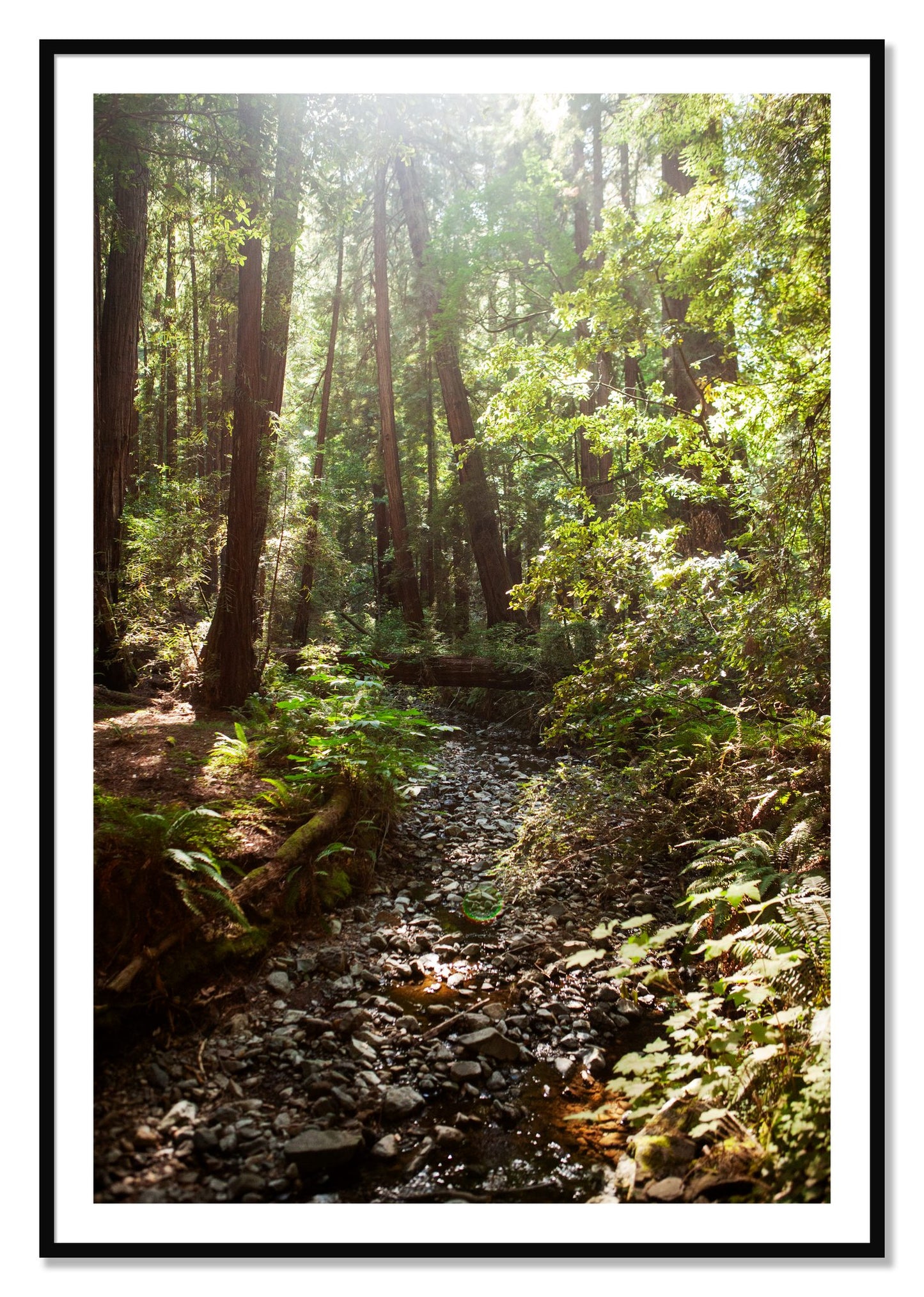 Framed photograph of Muir Woods California by Dylan Ozanich, Black frame, Borders