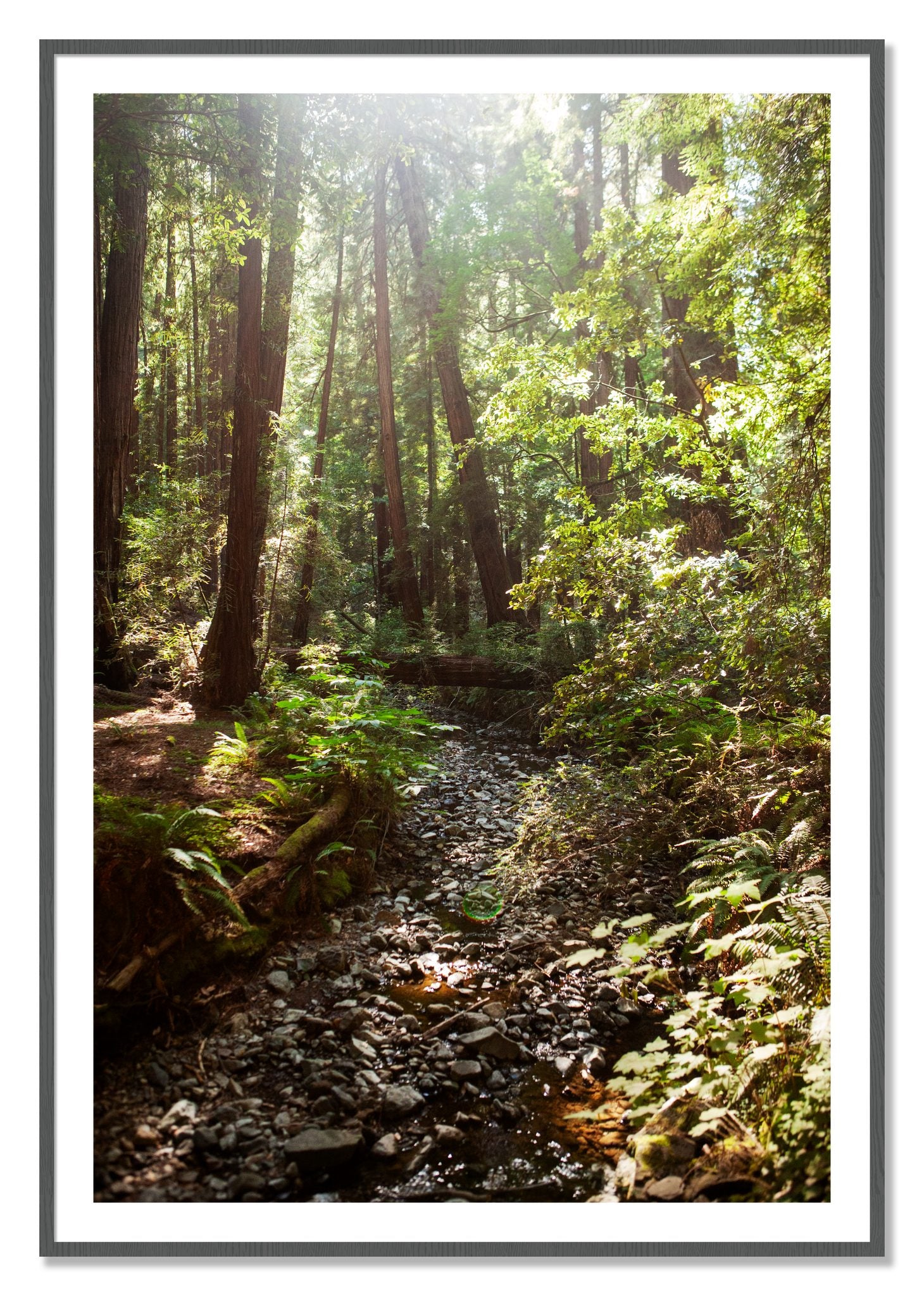 Framed photograph of Muir Woods California by Dylan Ozanich, Grey frame, Borders