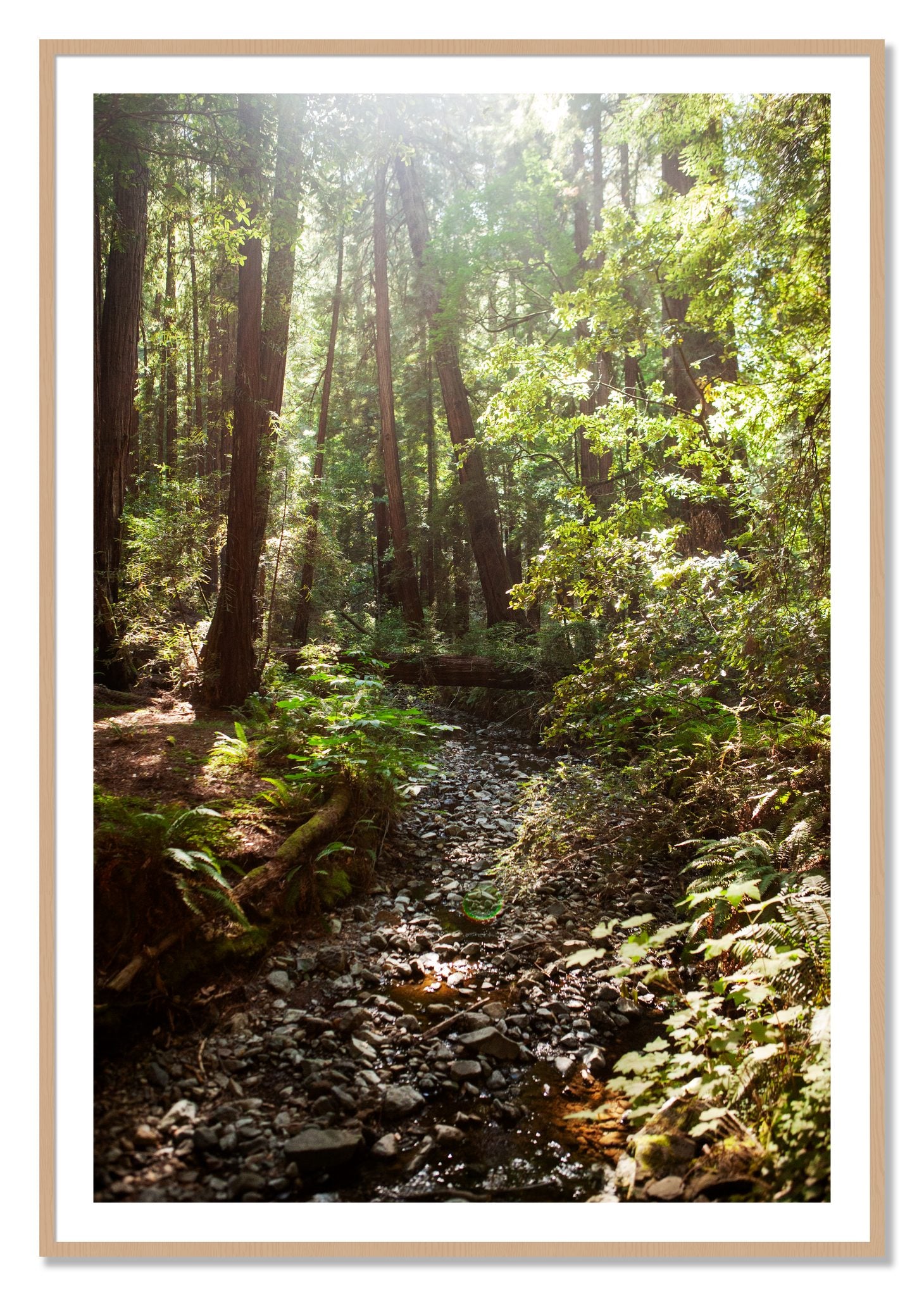 Framed photograph of Muir Woods California by Dylan Ozanich, Oak frame, Borders