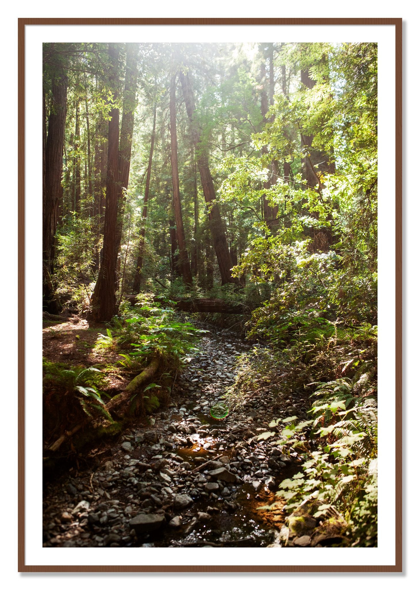 Framed photograph of Muir Woods California by Dylan Ozanich, Walnut frame, Borders