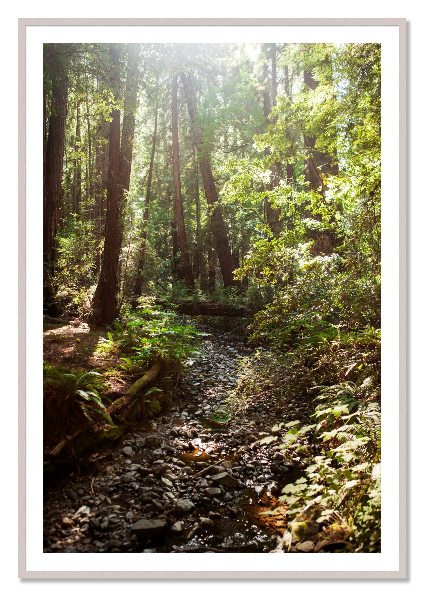 Framed photograph of Muir Woods California by Dylan Ozanich, White Maple frame, Borders