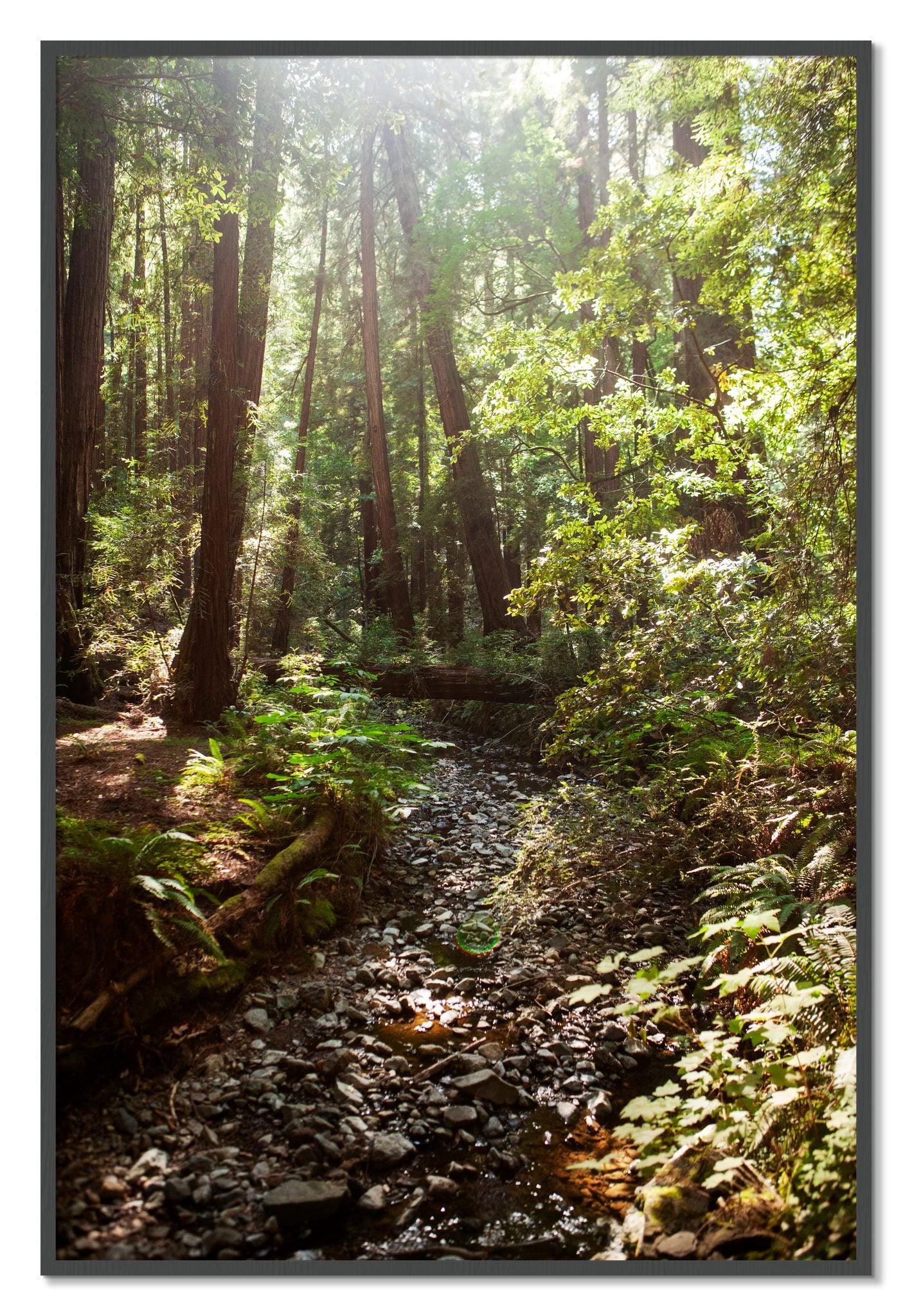Framed photograph of Muir Woods California by Dylan Ozanich, Grey frame, Full Bleed