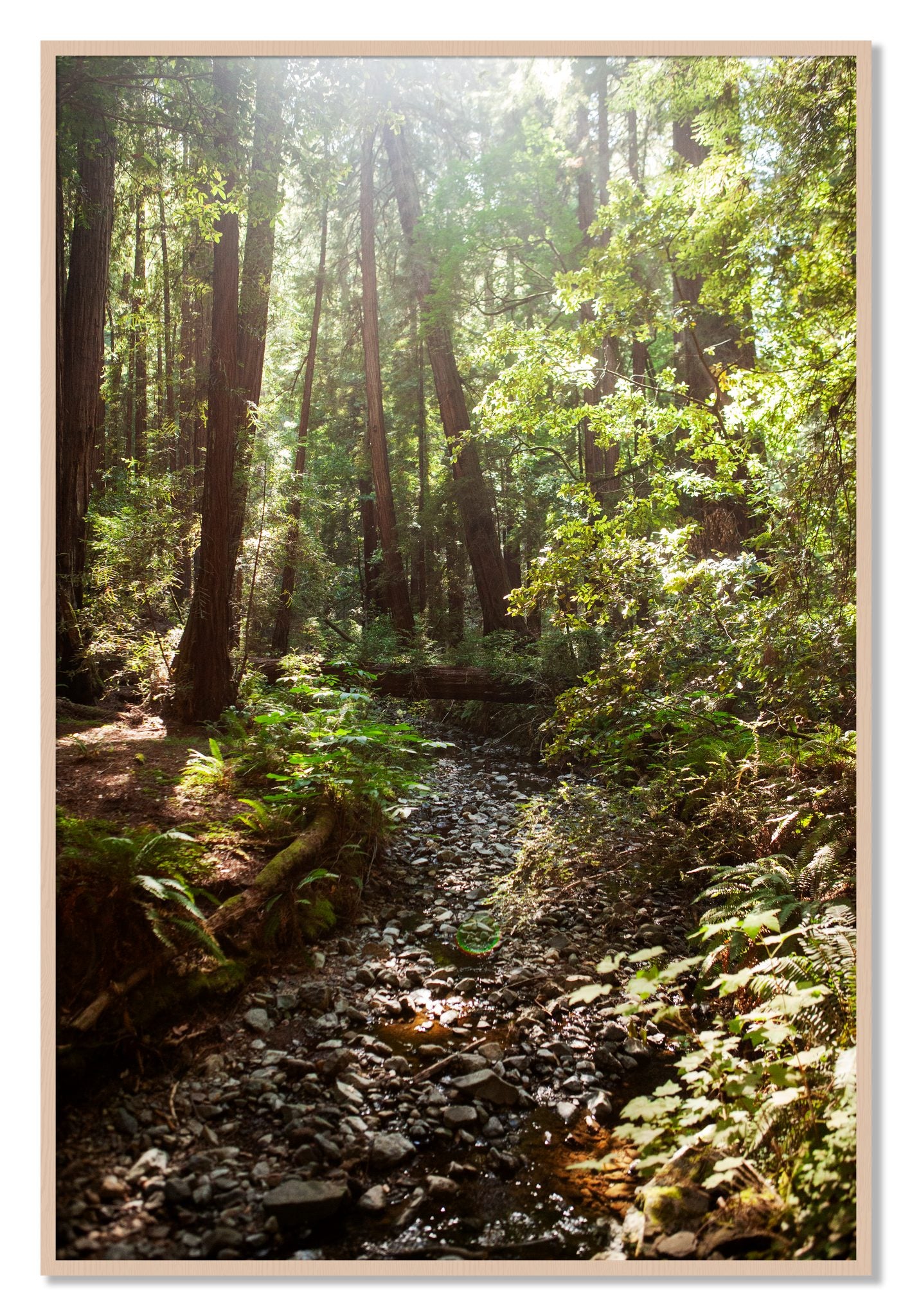 Framed photograph of Muir Woods California by Dylan Ozanich, Maple frame, Full Bleed