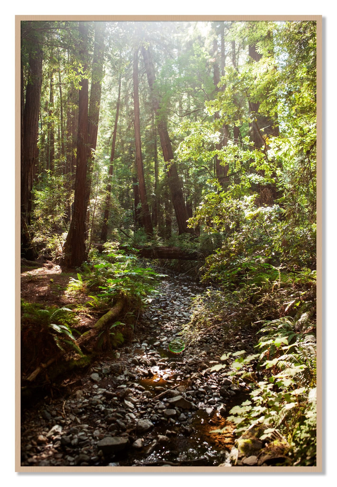 Framed photograph of Muir Woods California by Dylan Ozanich, Oak frame, Full Bleed