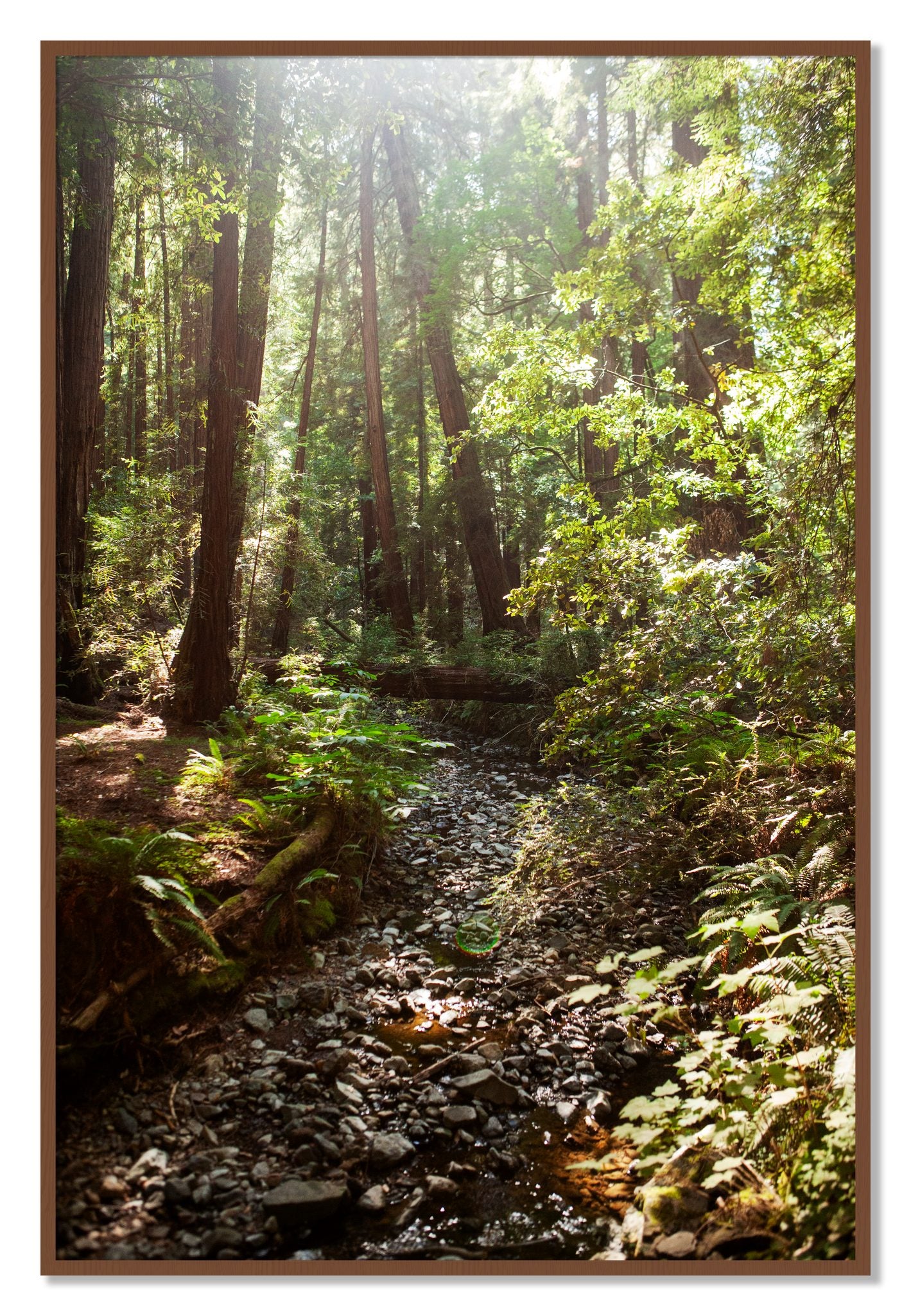 Framed photograph of Muir Woods California by Dylan Ozanich, Walnut frame, Full Bleed
