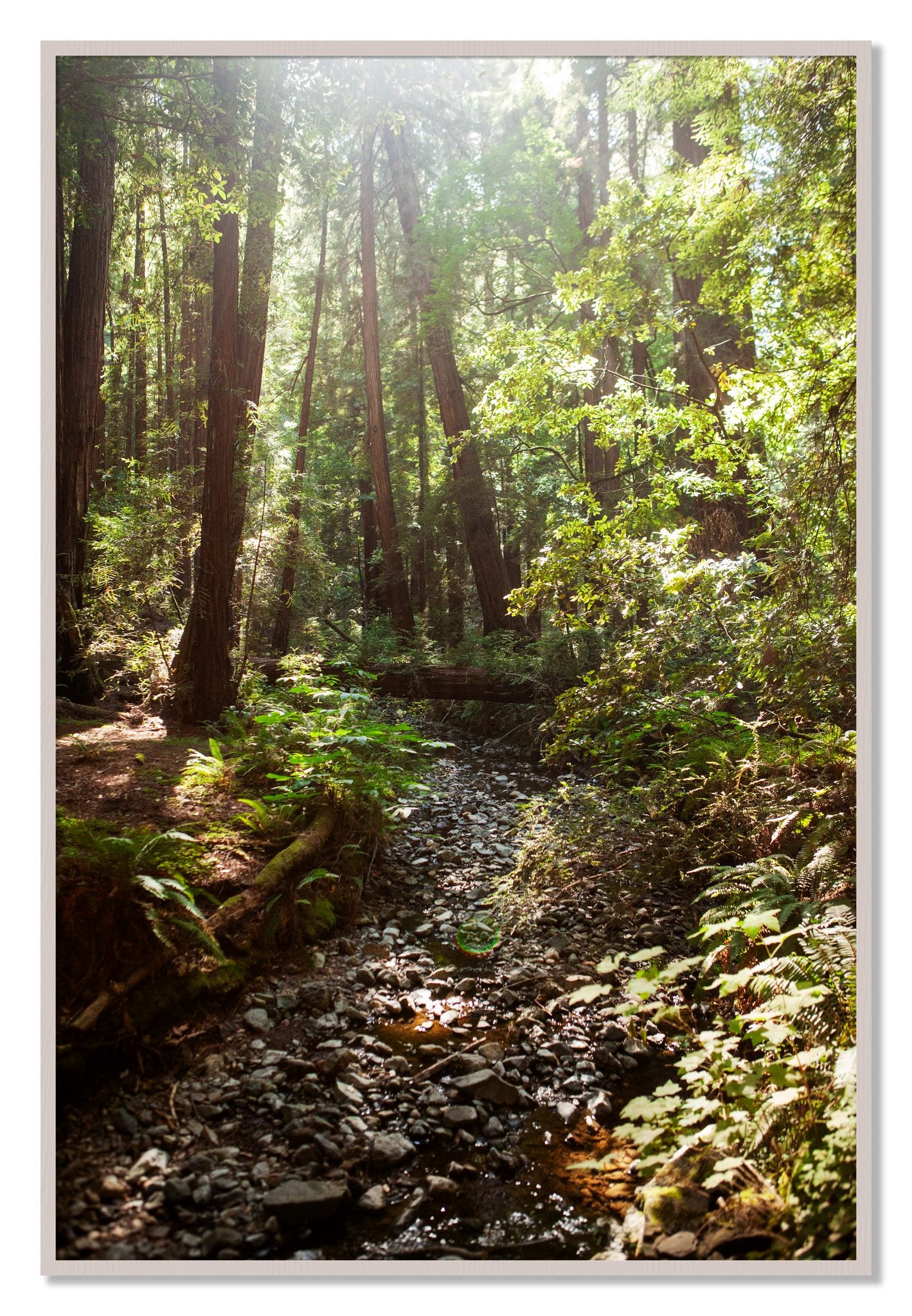 Framed photograph of Muir Woods California by Dylan Ozanich, White Maple frame, Full Bleed