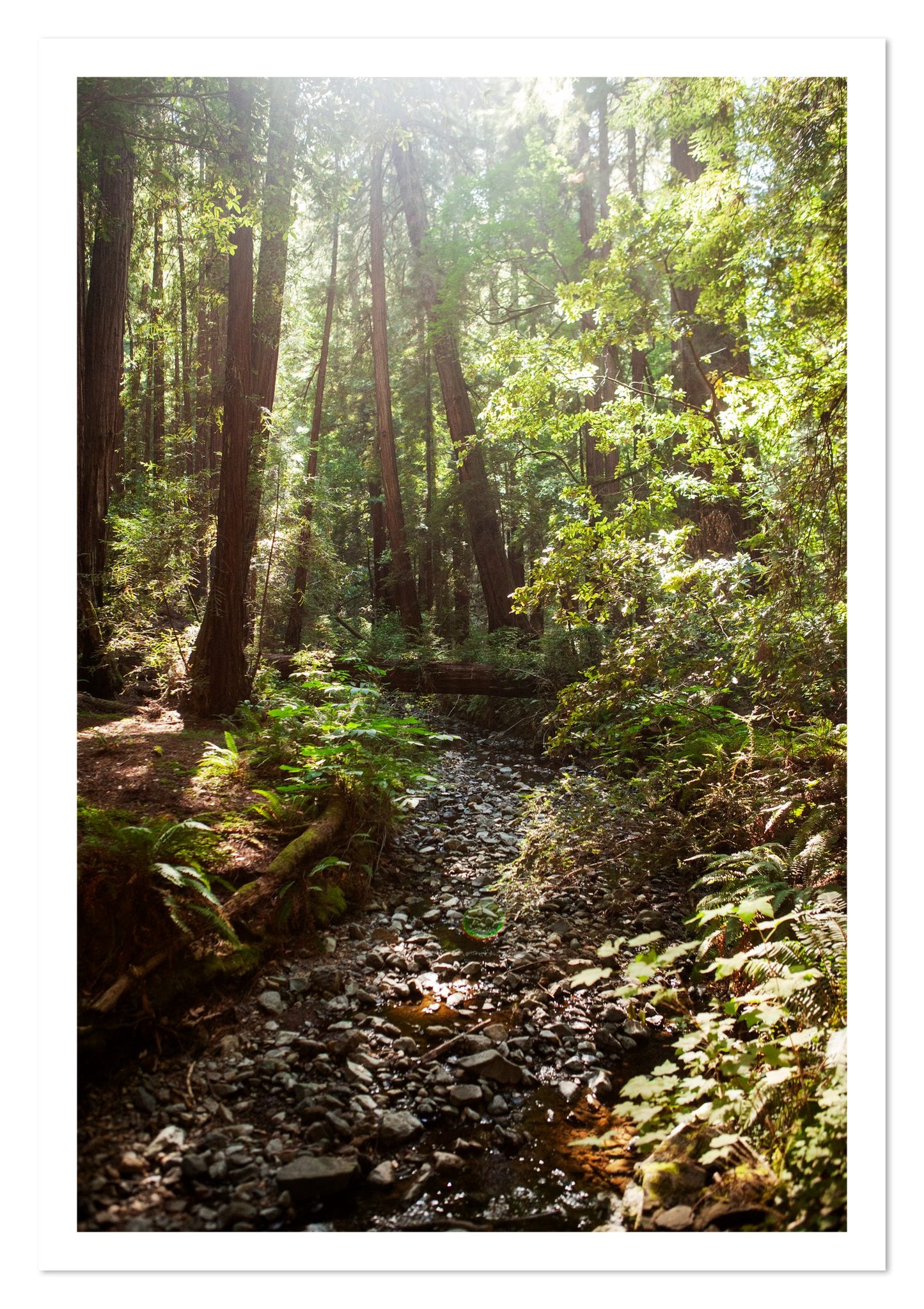 Fine art print of Muir Woods California by Dylan Ozanich, unframed