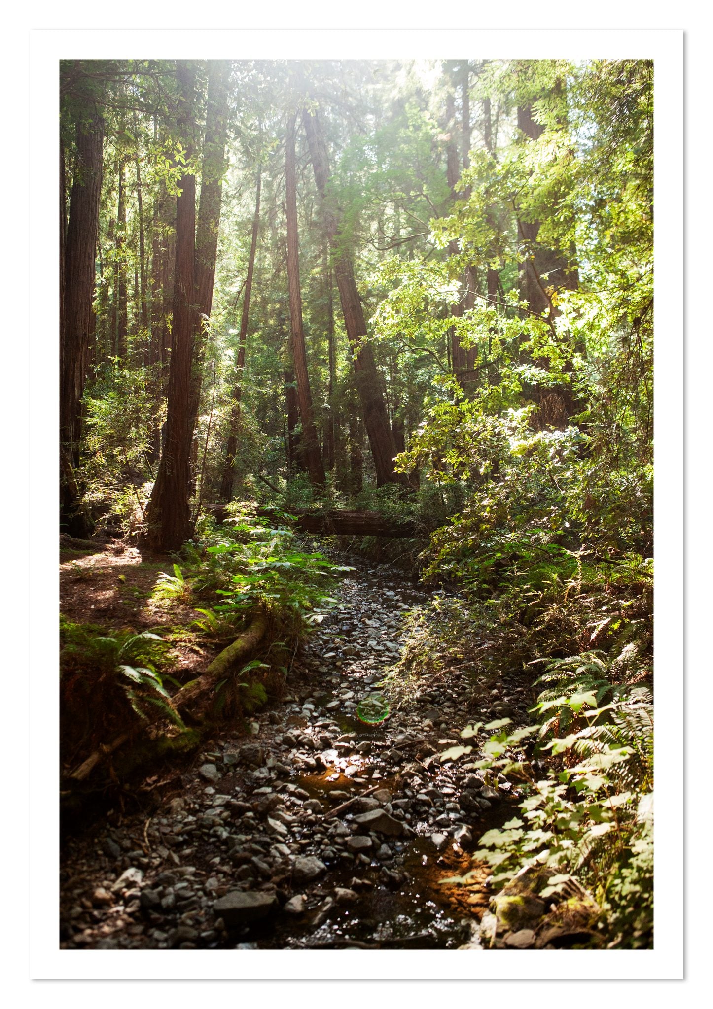 Fine art print of Muir Woods California by Dylan Ozanich, unframed