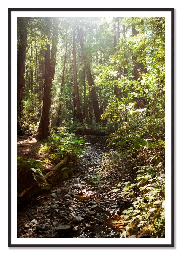 Framed photograph of Muir Woods California by Dylan Ozanich, Black Walnut frame, Borders