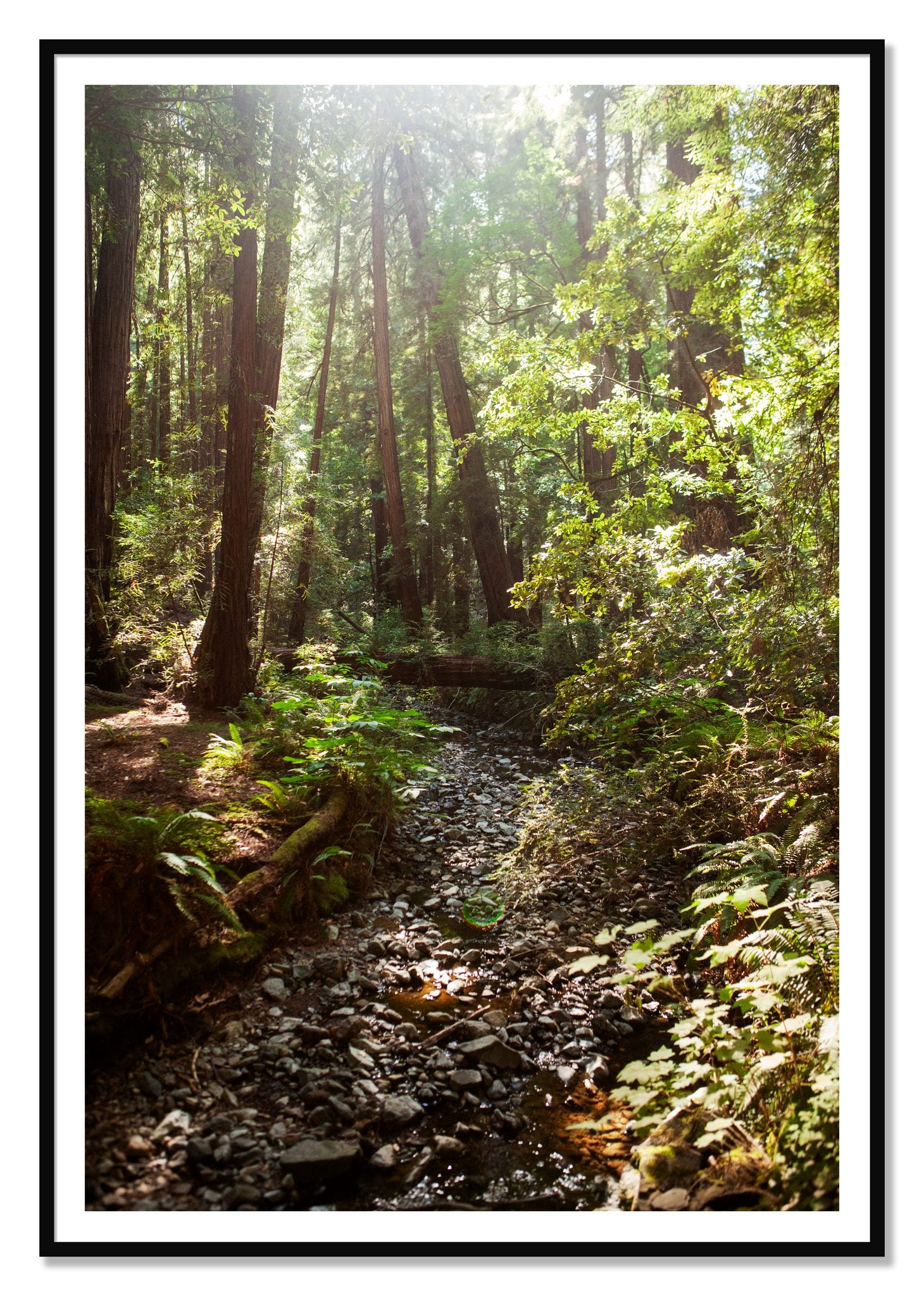 Framed photograph of Muir Woods California by Dylan Ozanich, Black frame, Borders