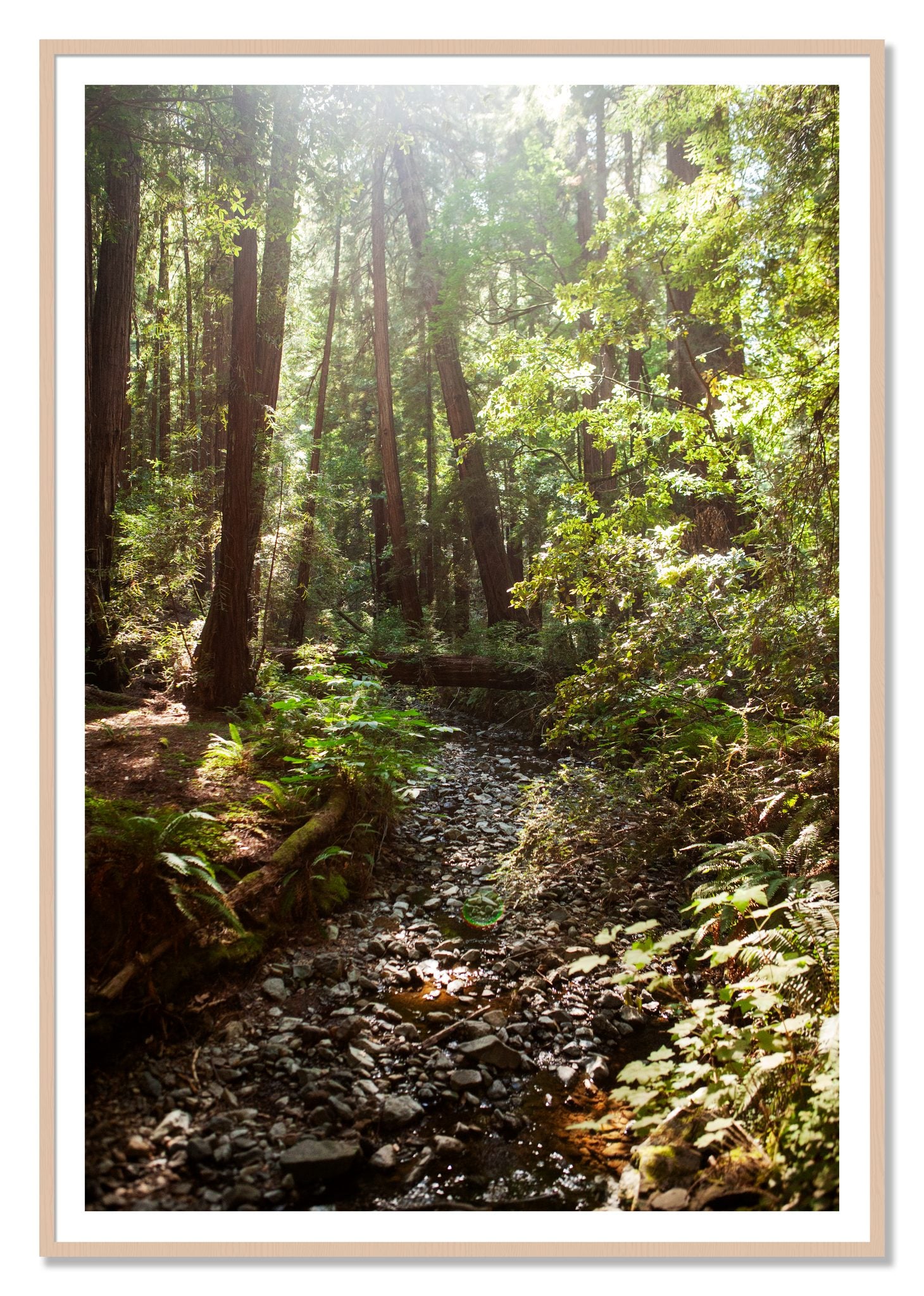 Framed photograph of Muir Woods California by Dylan Ozanich, Maple frame, Borders