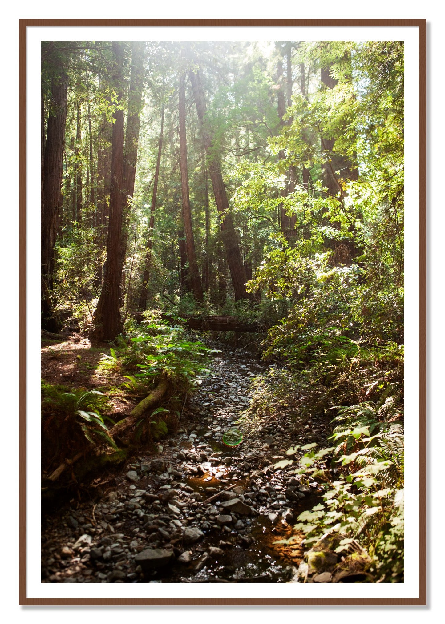 Framed photograph of Muir Woods California by Dylan Ozanich, Walnut frame, Borders