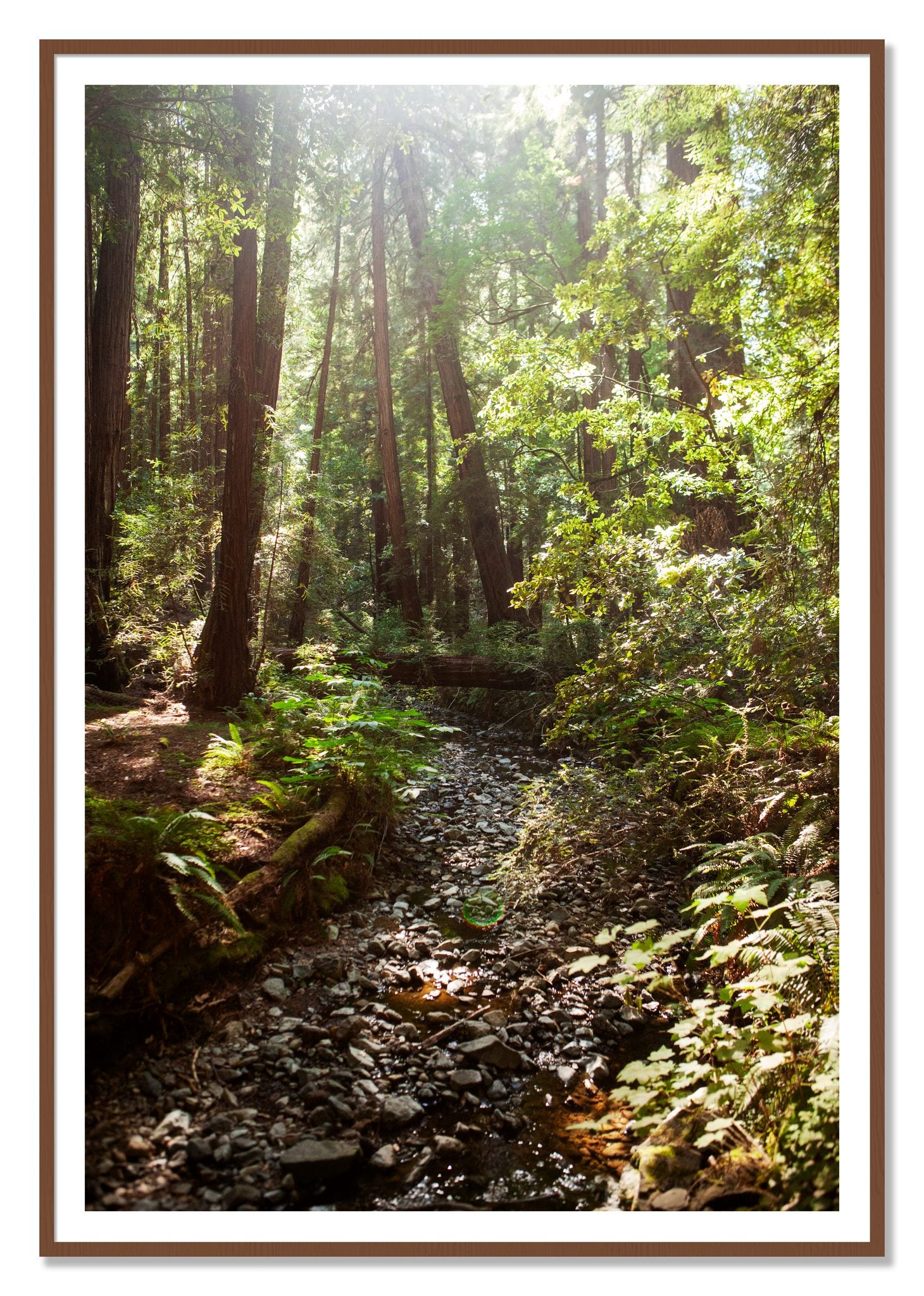 Framed photograph of Muir Woods California by Dylan Ozanich, Walnut frame, Borders