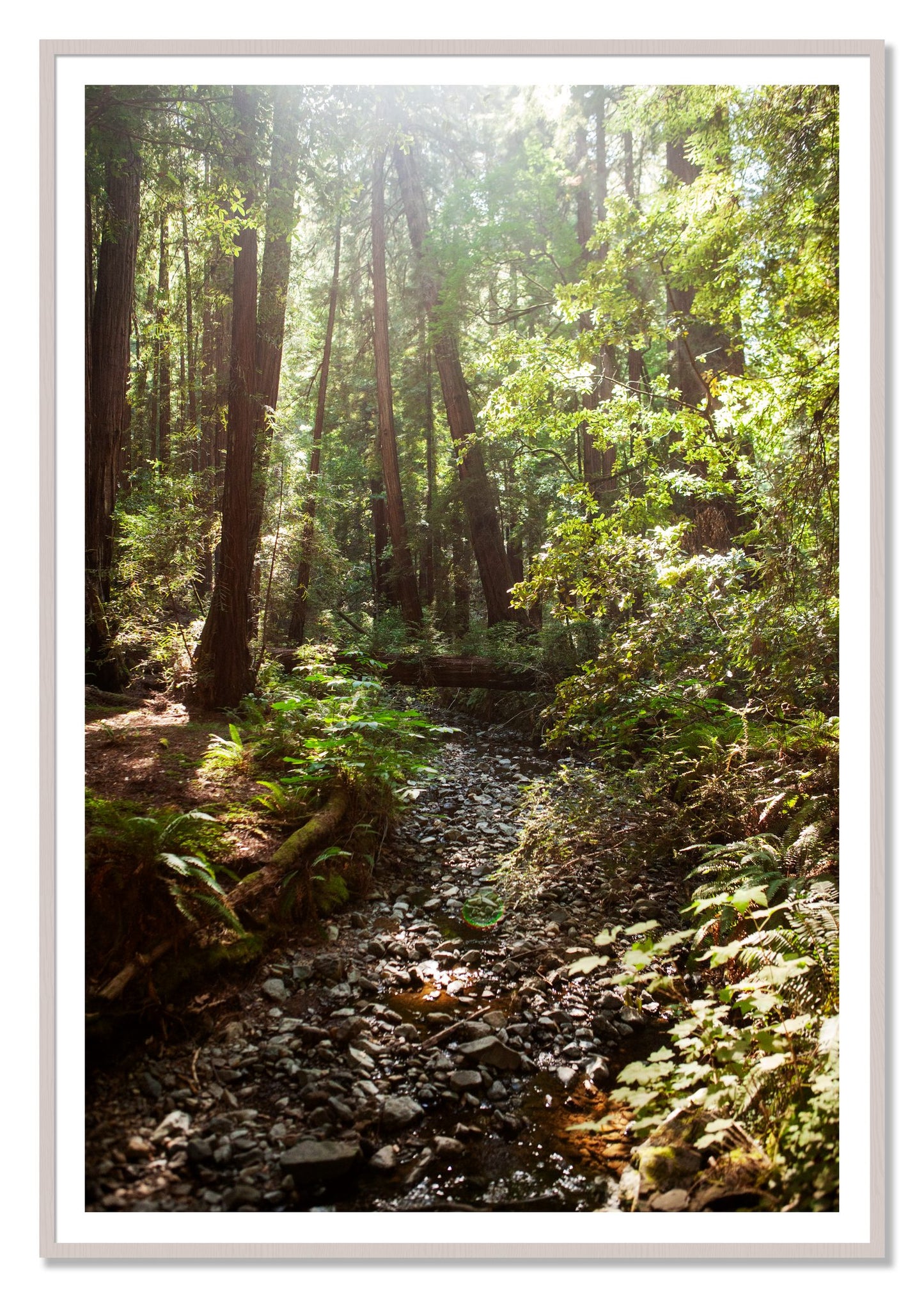 Framed photograph of Muir Woods California by Dylan Ozanich, White Maple frame, Borders