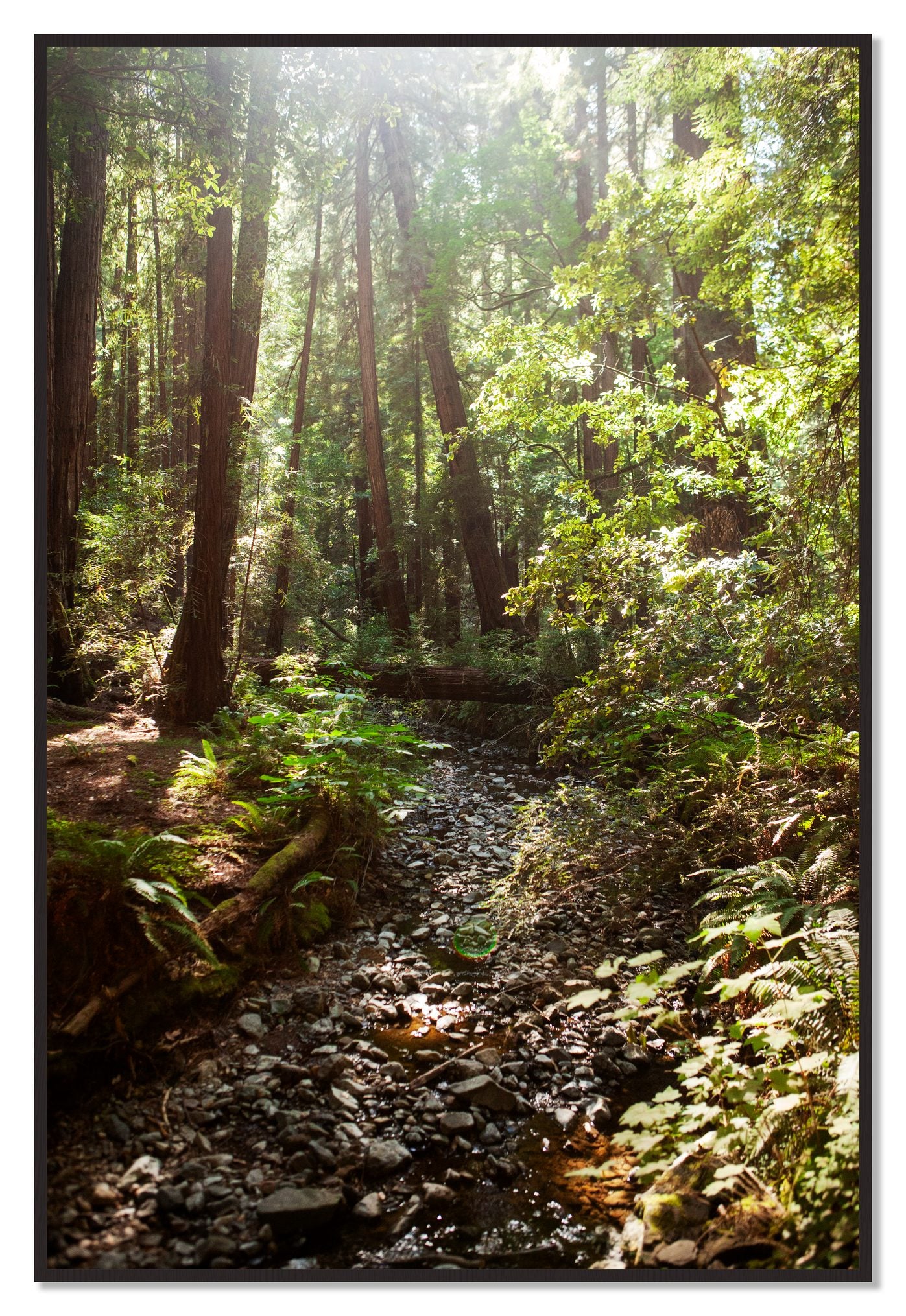 Framed photograph of Muir Woods California by Dylan Ozanich, Black Walnut frame, Full Bleed