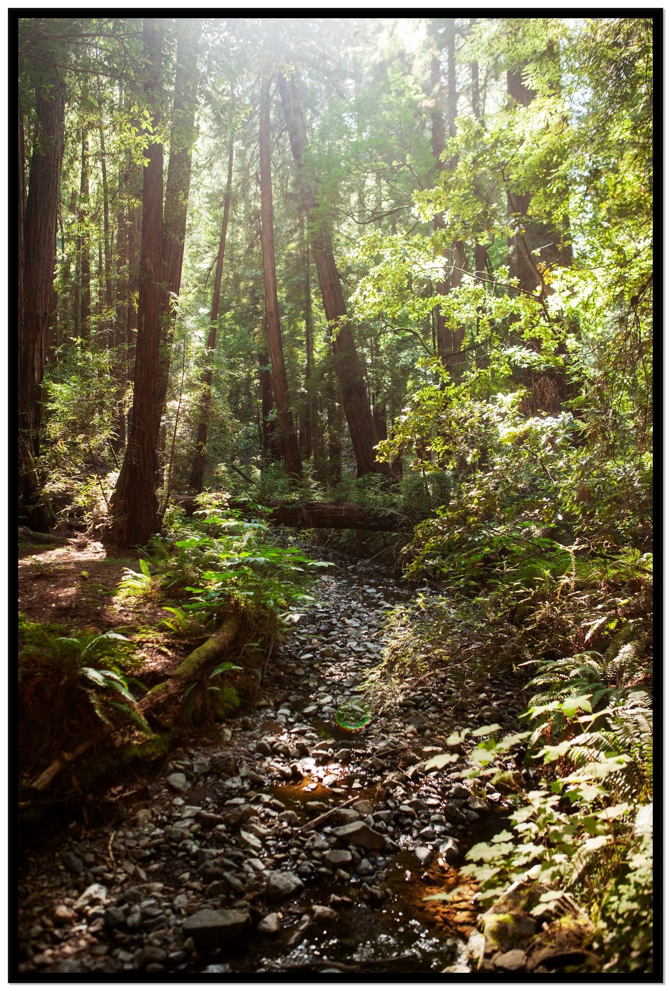 Framed photograph of Muir Woods California by Dylan Ozanich, Black frame, Full Bleed