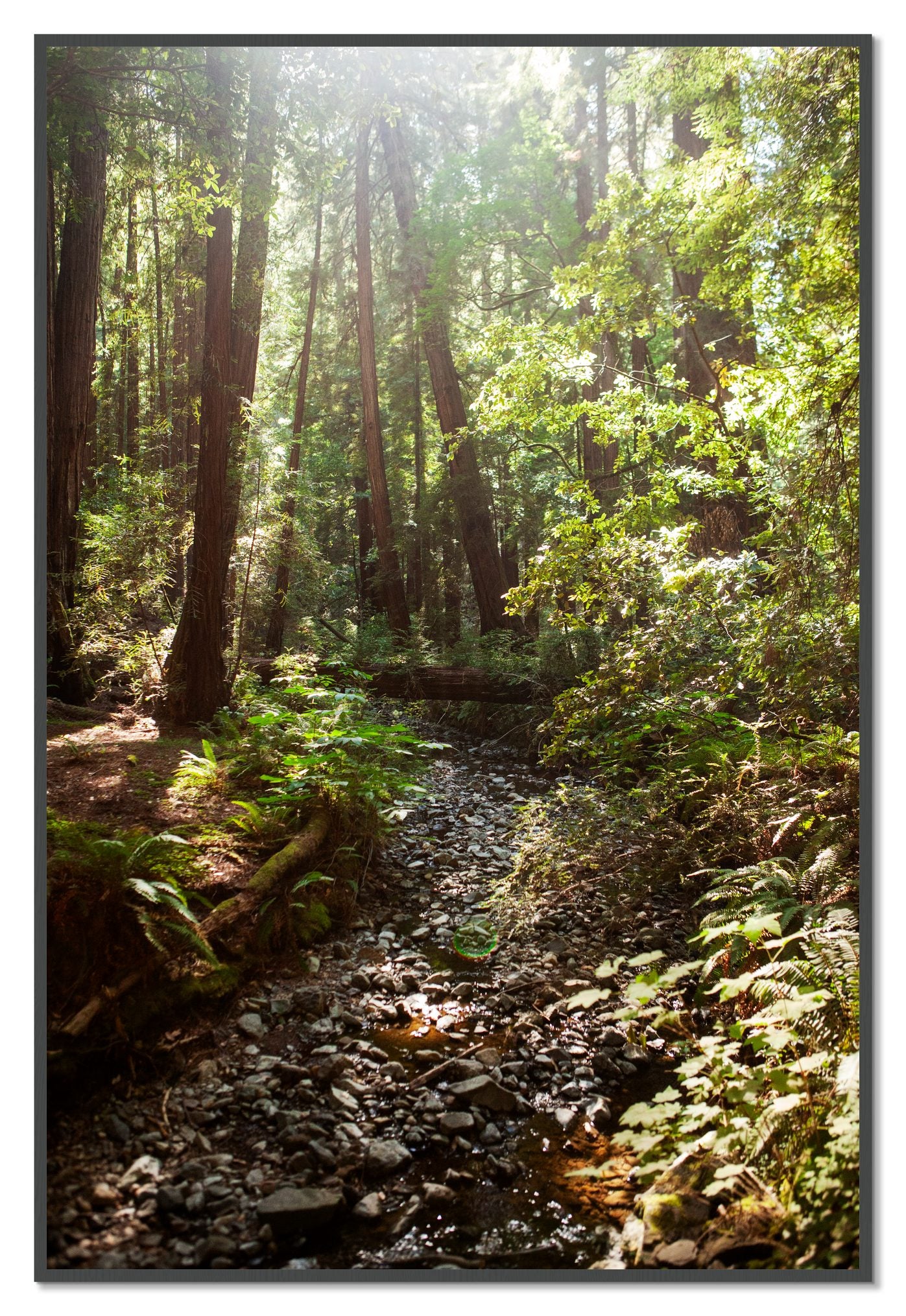 Framed photograph of Muir Woods California by Dylan Ozanich, Grey frame, Full Bleed