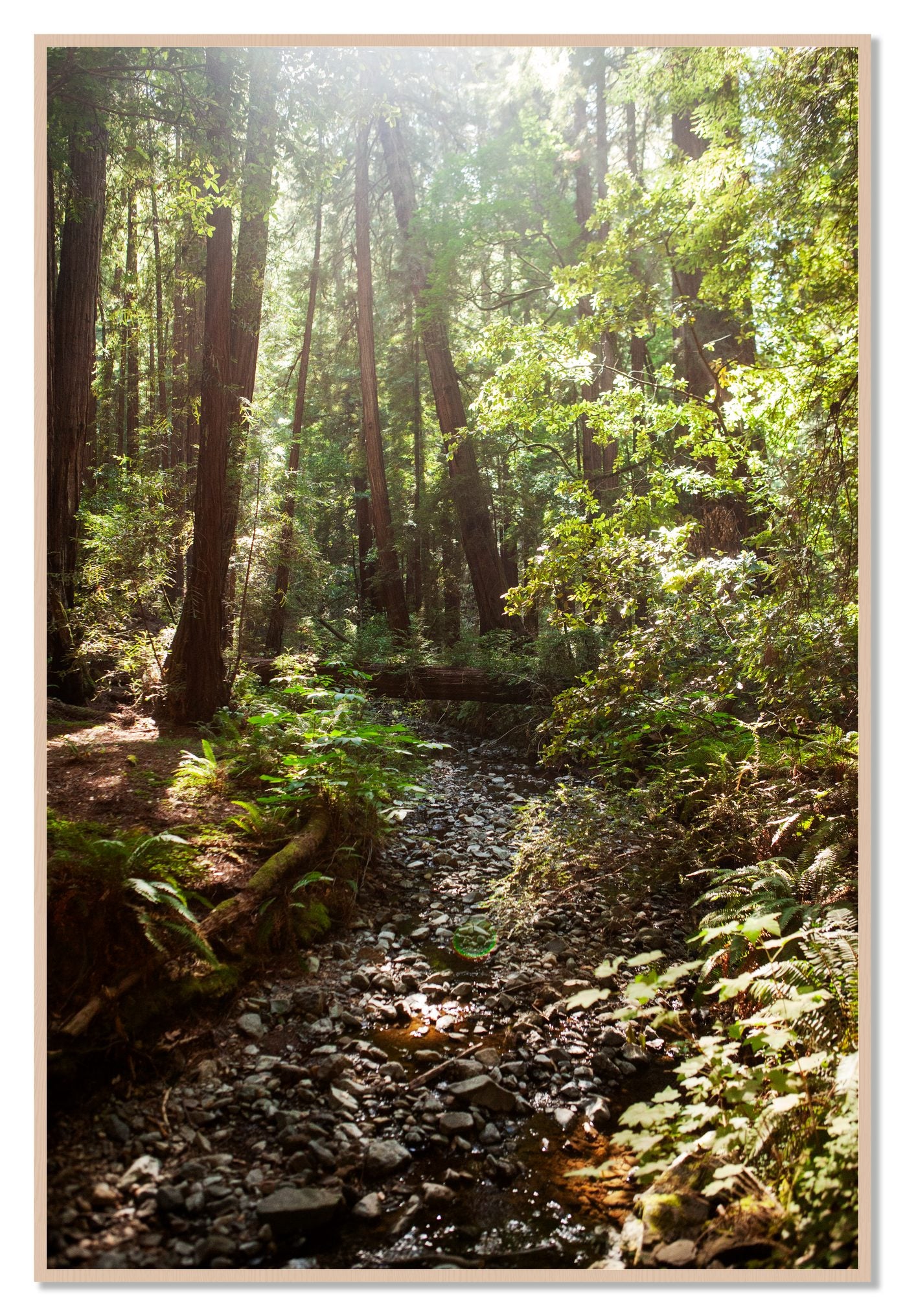 Framed photograph of Muir Woods California by Dylan Ozanich, Maple frame, Full Bleed