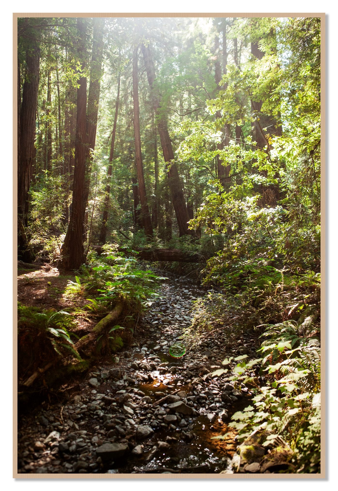 Framed photograph of Muir Woods California by Dylan Ozanich, Oak frame, Full Bleed