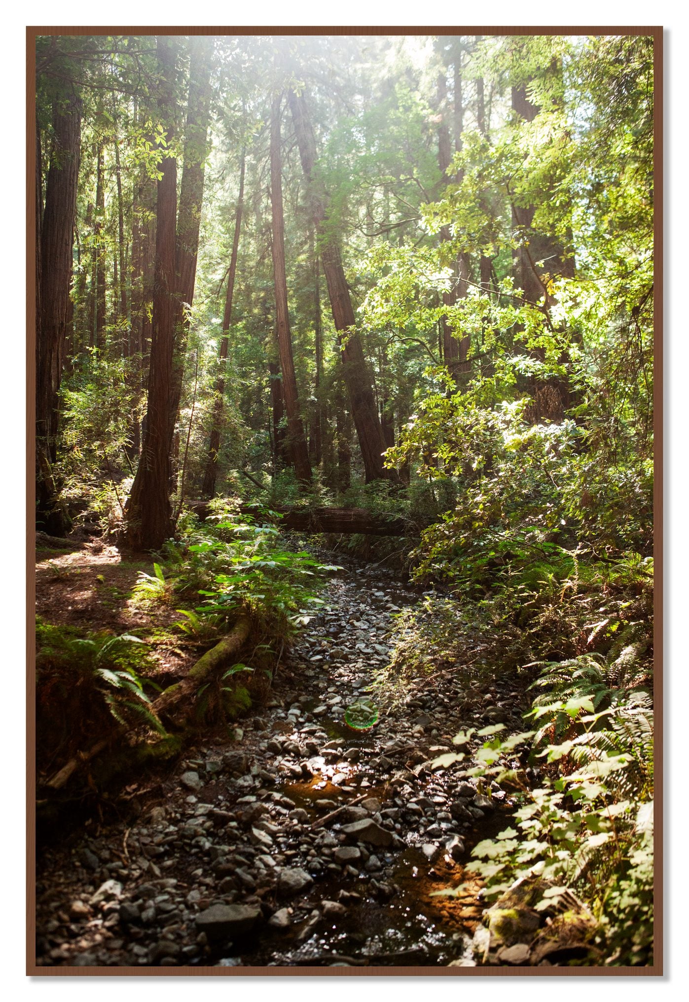 Framed photograph of Muir Woods California by Dylan Ozanich, Walnut frame, Full Bleed