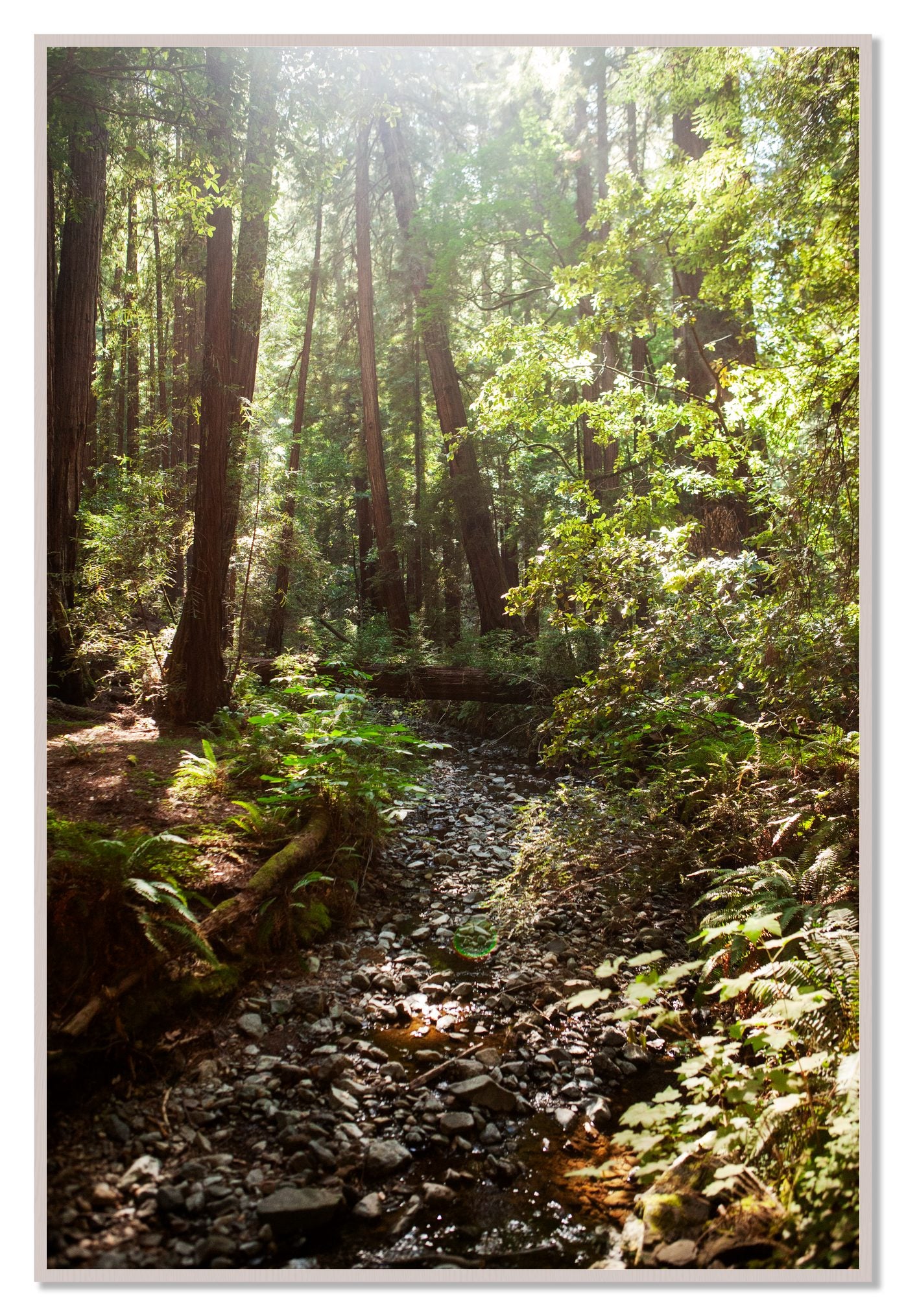 Framed photograph of Muir Woods California by Dylan Ozanich, White Maple frame, Full Bleed
