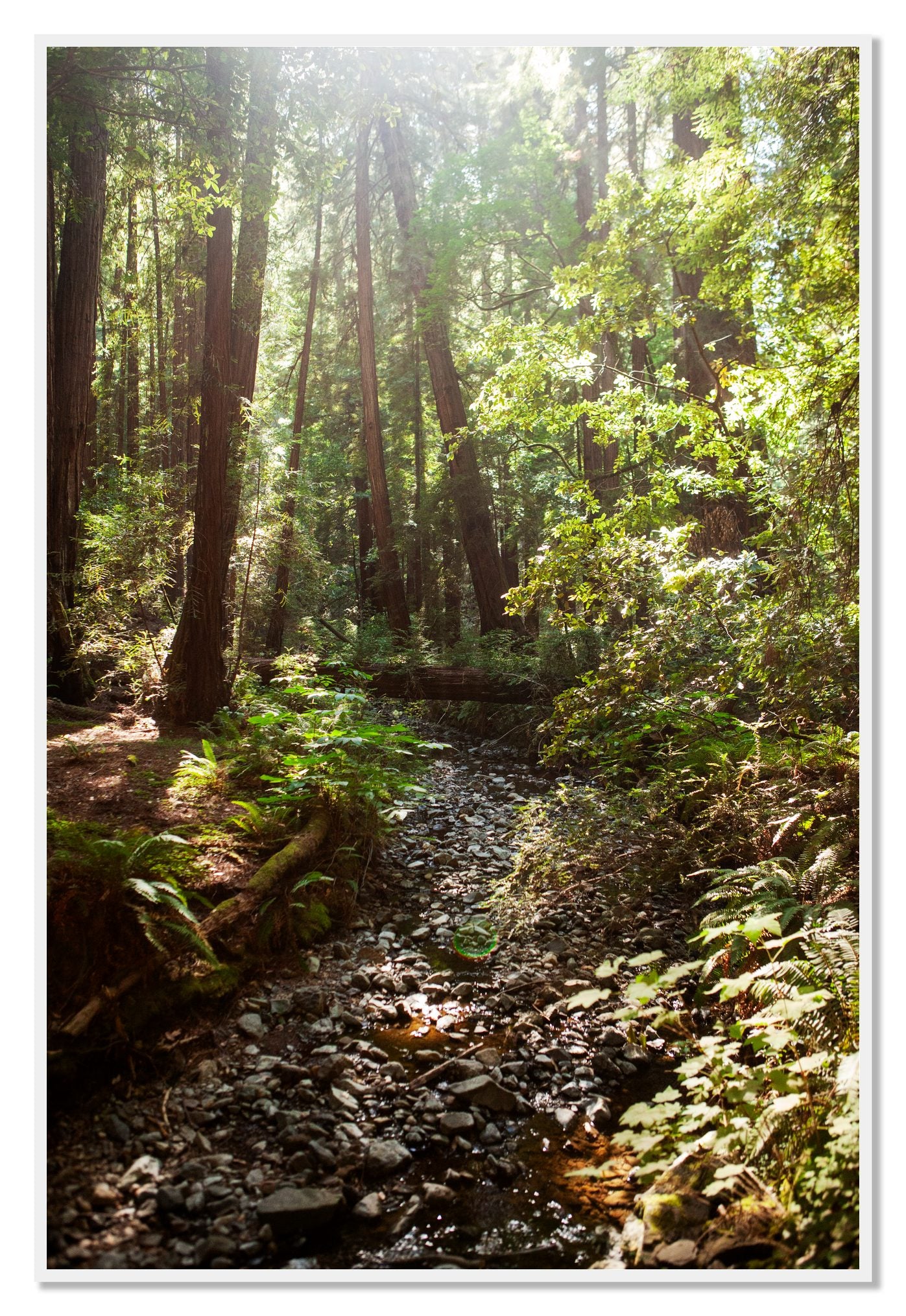 Framed photograph of Muir Woods California by Dylan Ozanich, White frame, Full Bleed