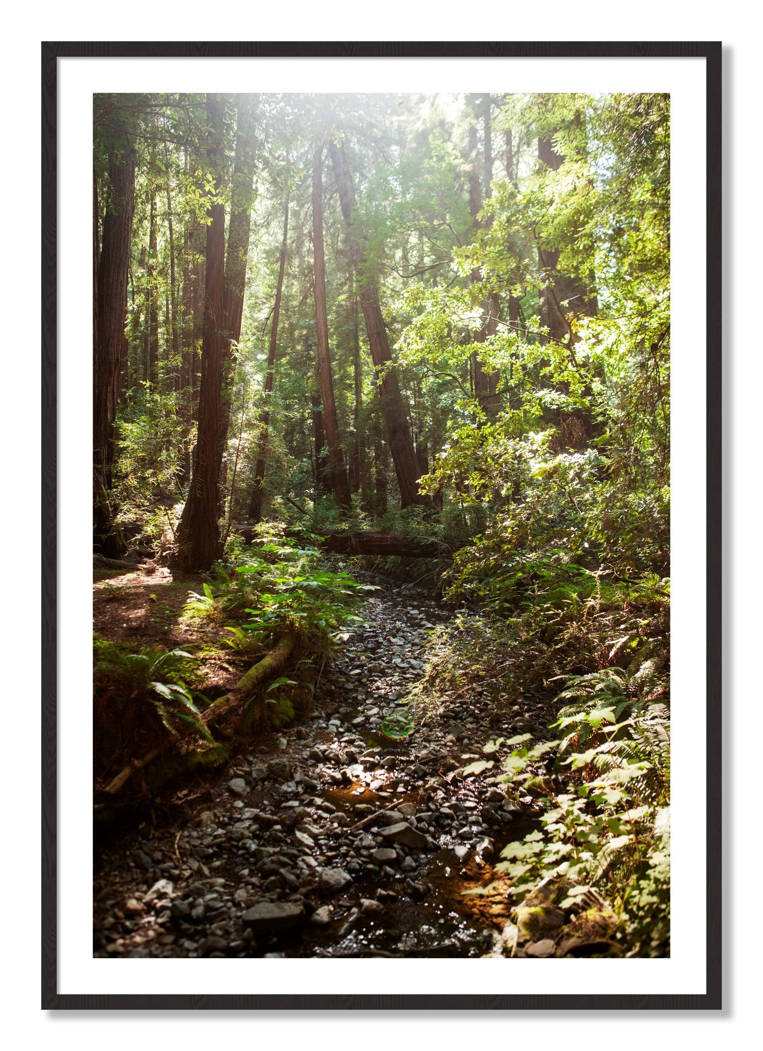 Framed photograph of Muir Woods California by Dylan Ozanich, Black Walnut frame, Borders