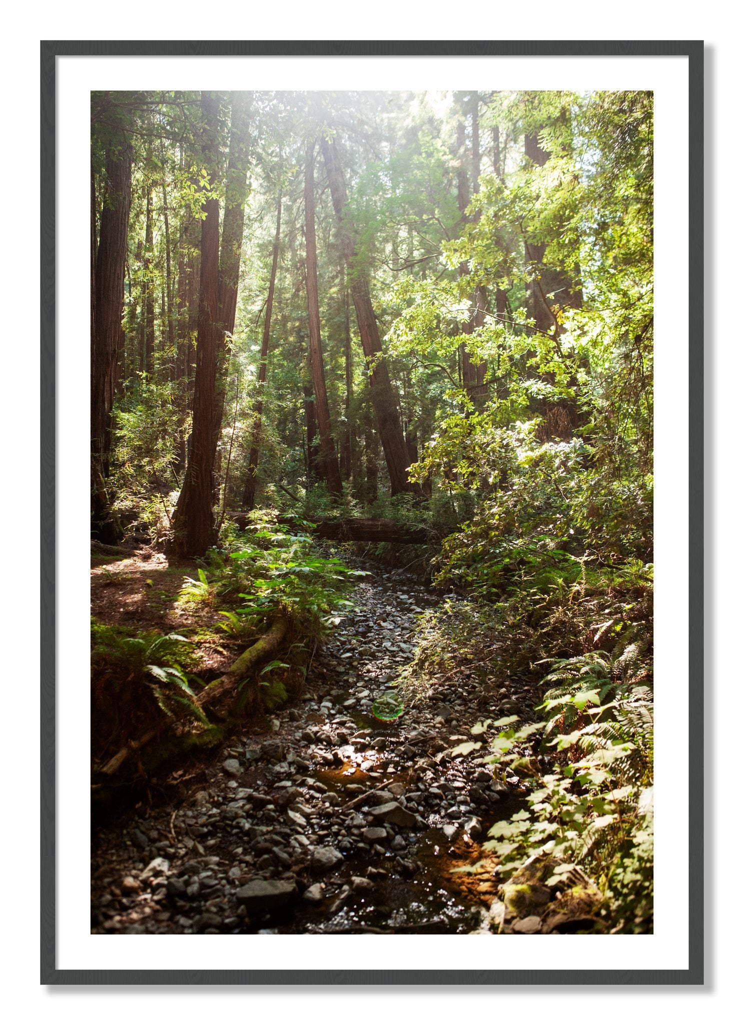 Framed photograph of Muir Woods California by Dylan Ozanich, Grey frame, Borders