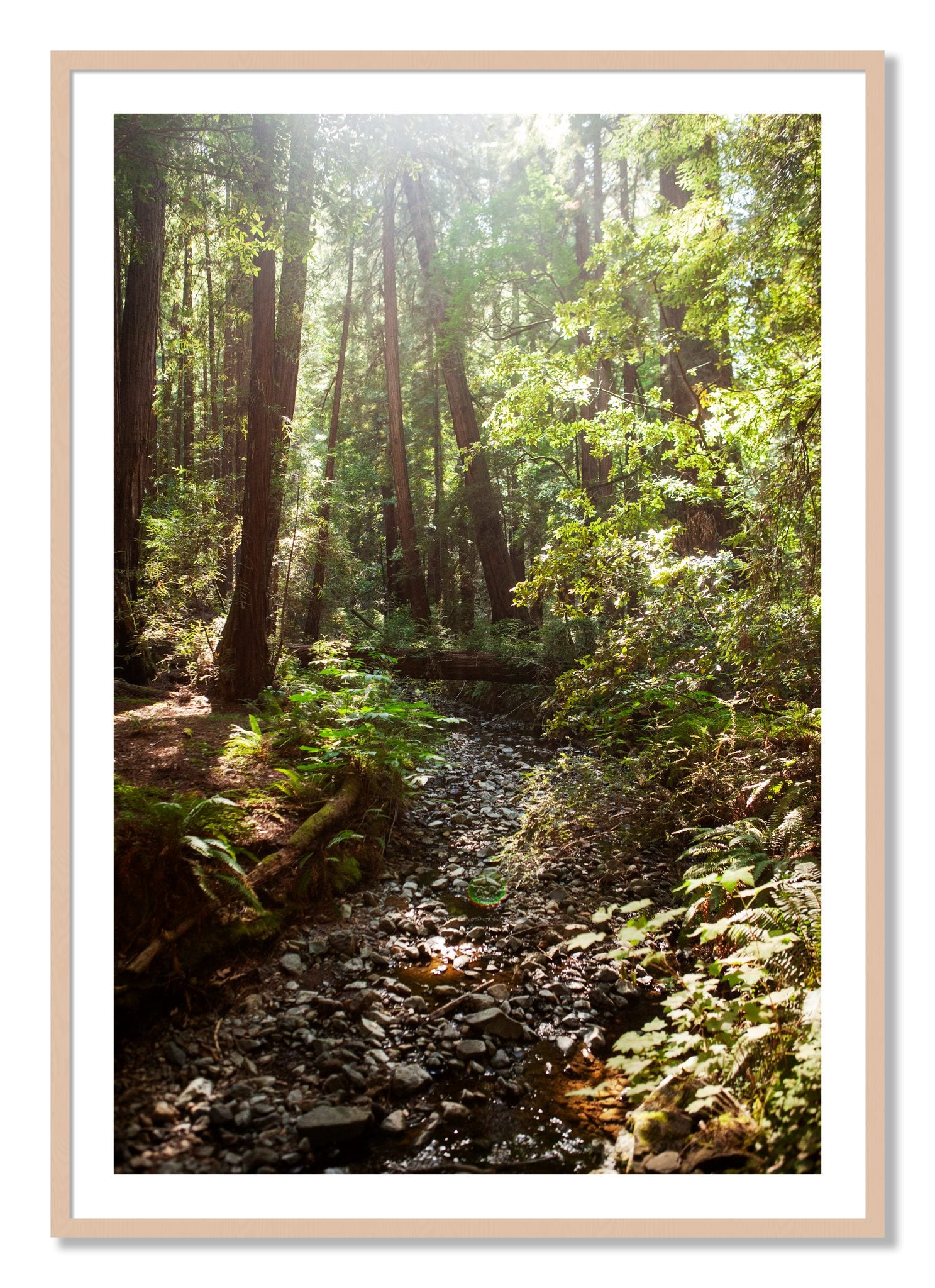 Framed photograph of Muir Woods California by Dylan Ozanich, Maple frame, Borders