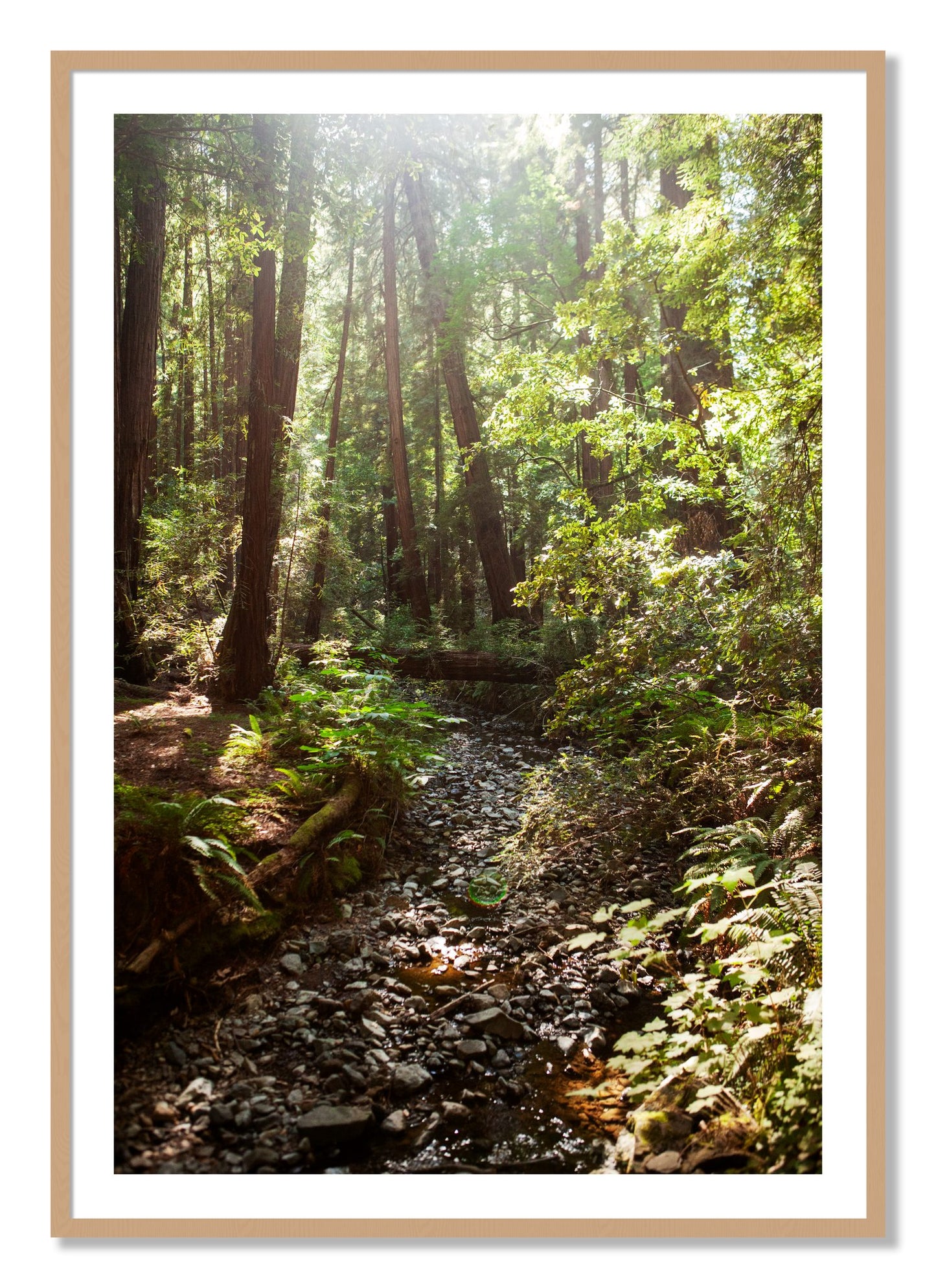 Framed photograph of Muir Woods California by Dylan Ozanich, Oak frame, Borders