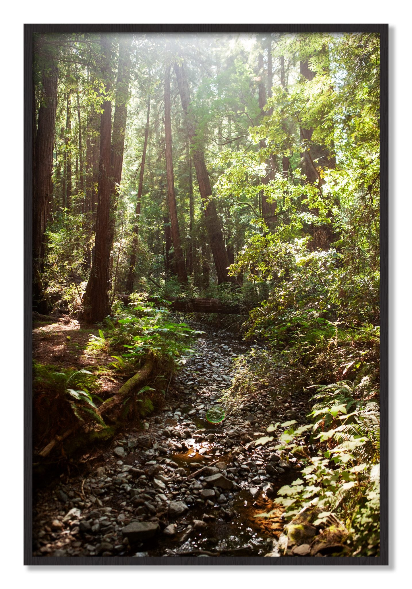 Framed photograph of Muir Woods California by Dylan Ozanich, Black Walnut frame, Full Bleed