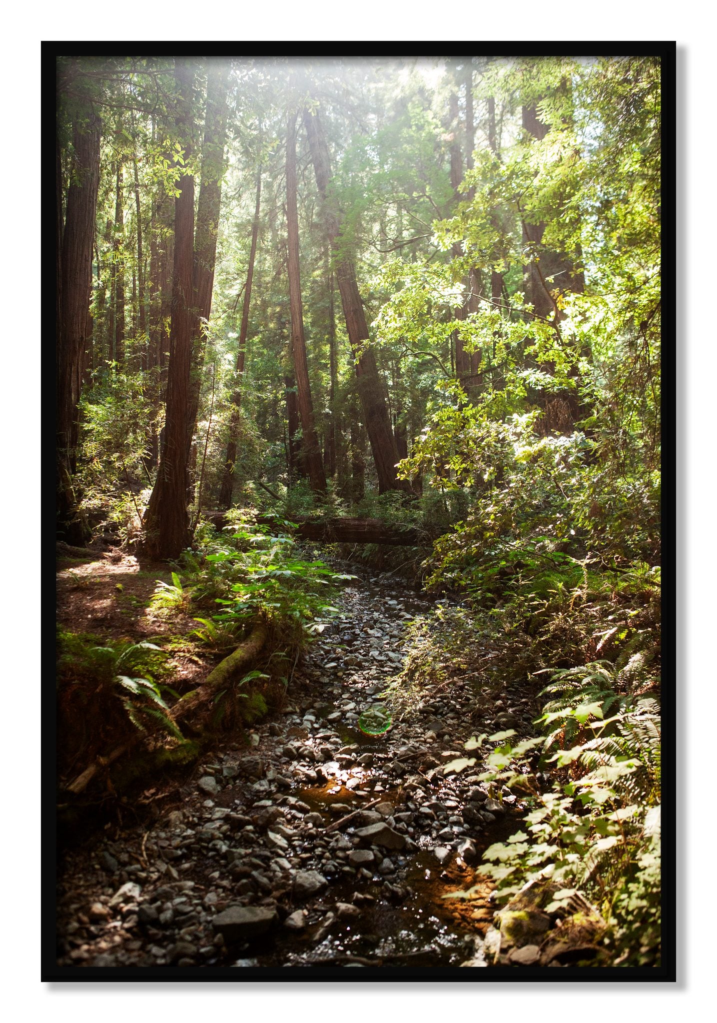 Framed photograph of Muir Woods California by Dylan Ozanich, Black frame, Full Bleed