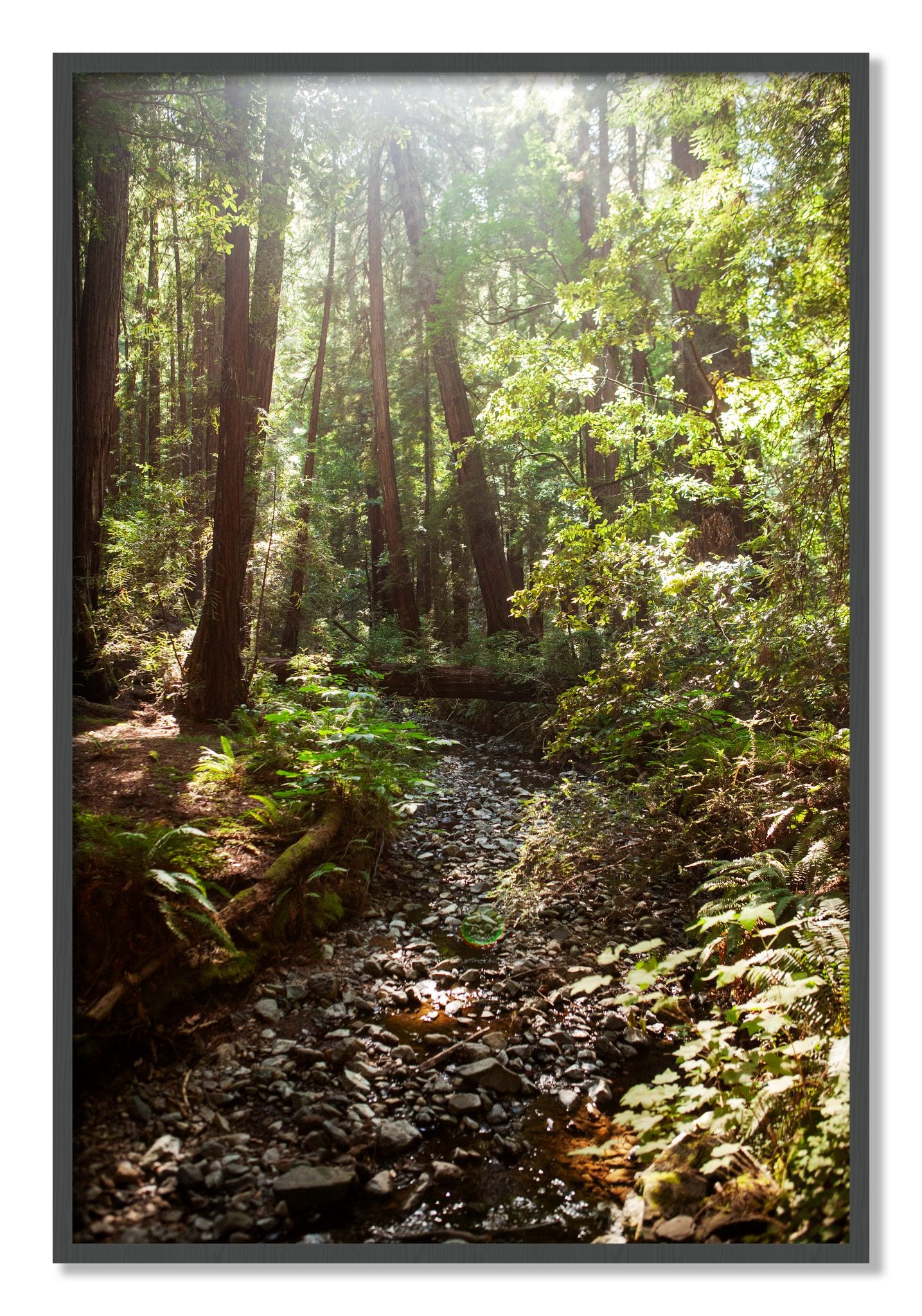 Framed photograph of Muir Woods California by Dylan Ozanich, Grey frame, Full Bleed