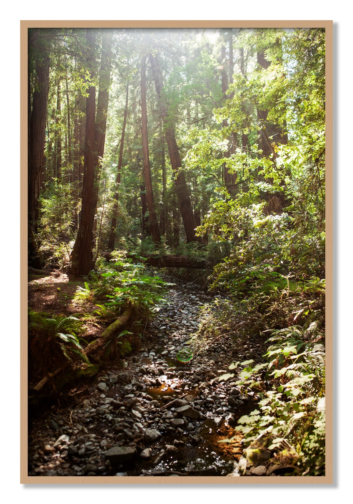 Framed photograph of Muir Woods California by Dylan Ozanich, Oak frame, Full Bleed